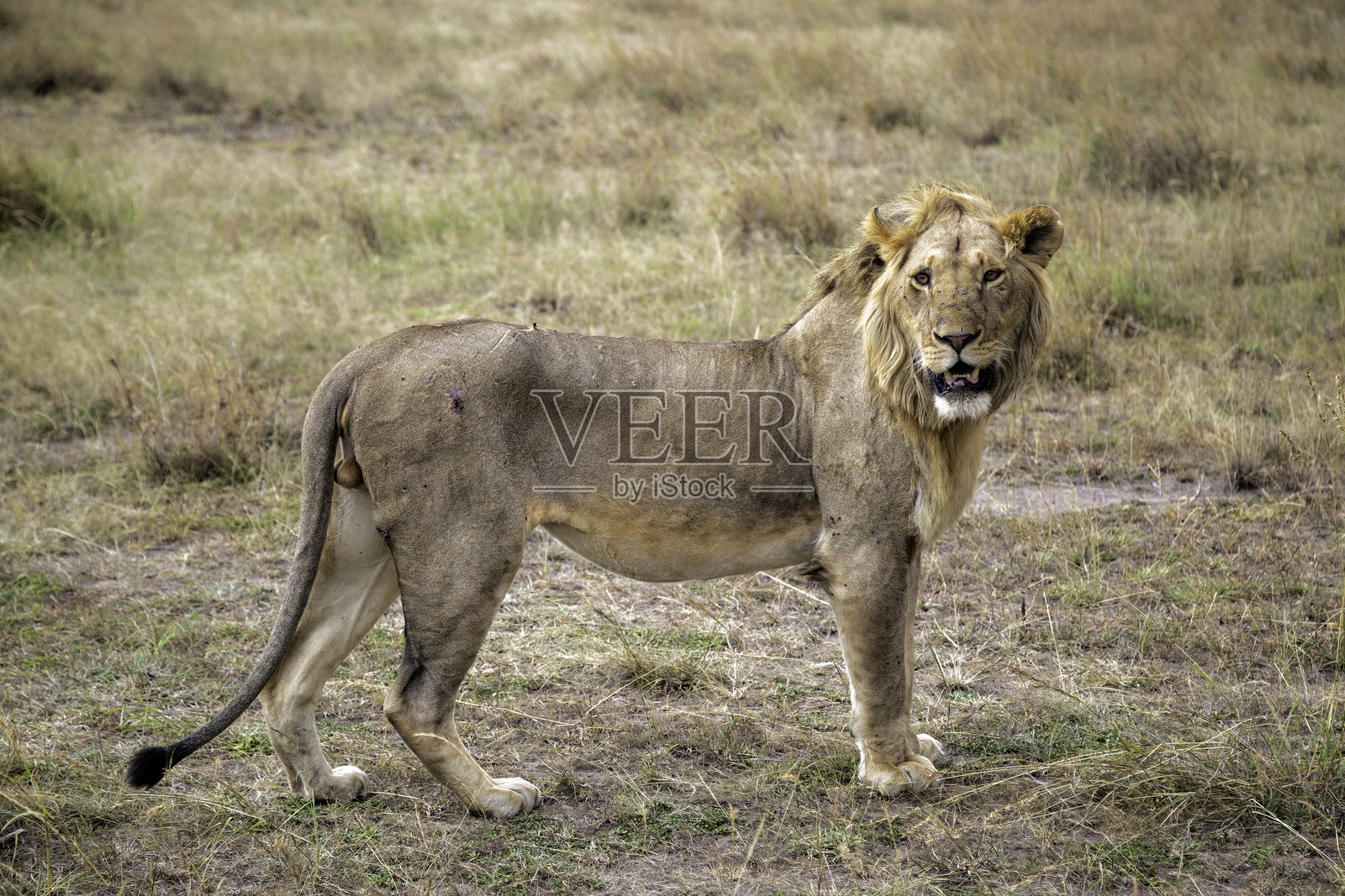 马赛马拉国家保护区的雄狮照片摄影图片