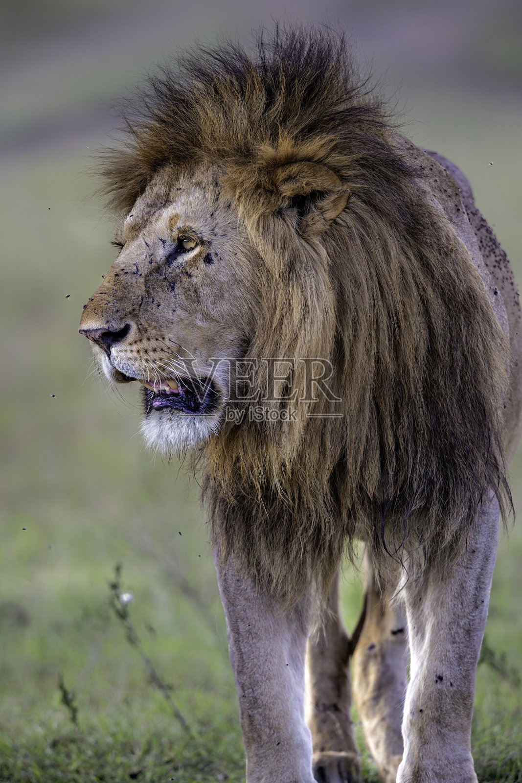 马赛马拉国家保护区的雄狮照片摄影图片