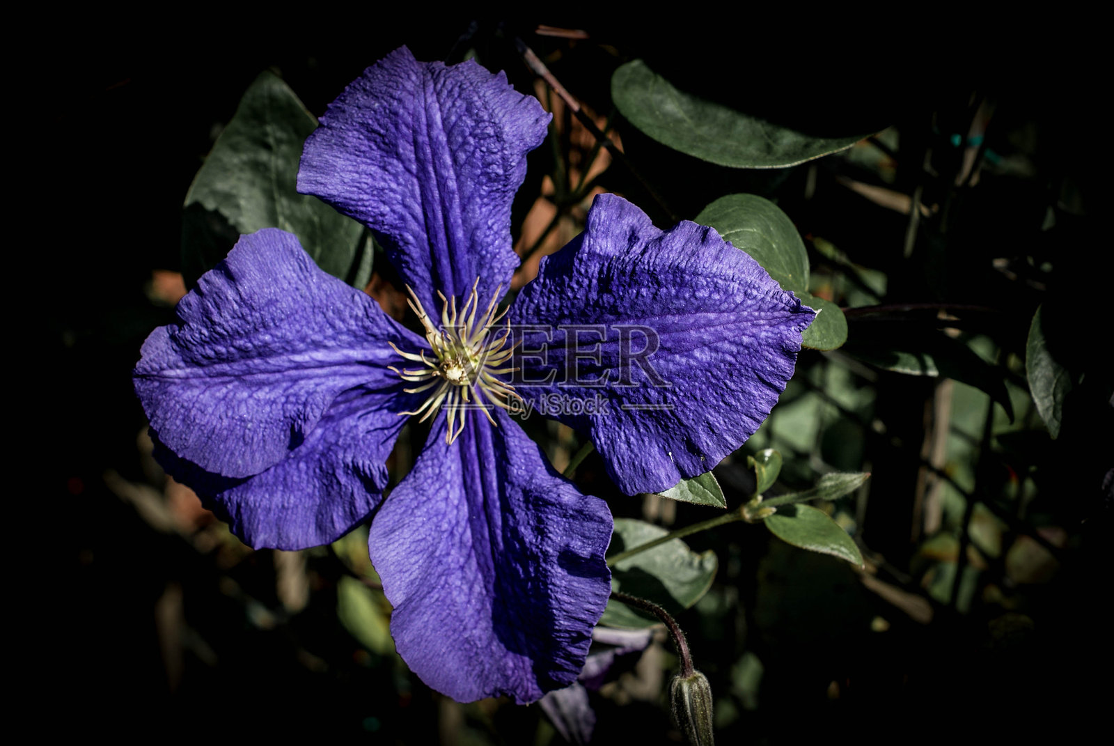 五彩缤纷的英国花园夏日花照片摄影图片