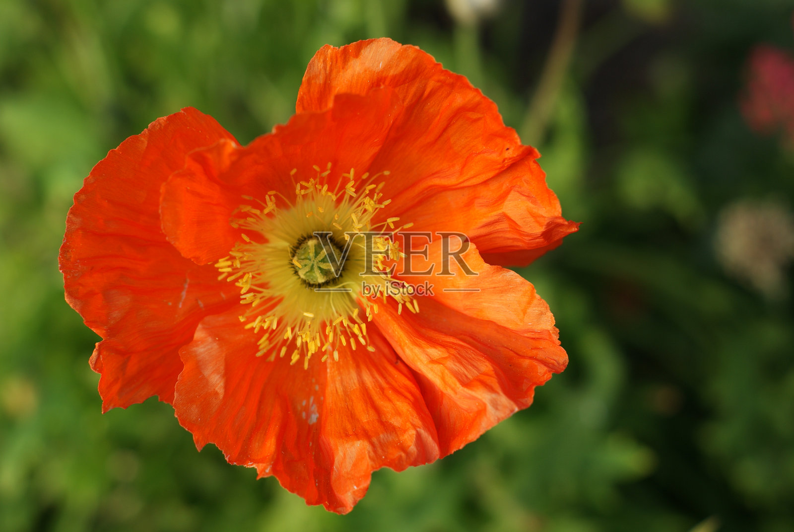 五彩缤纷的英国花园夏日花照片摄影图片