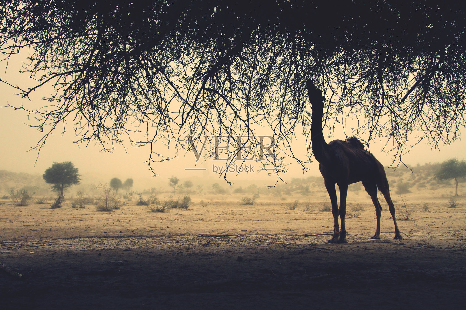 骆驼站在田野上照片摄影图片