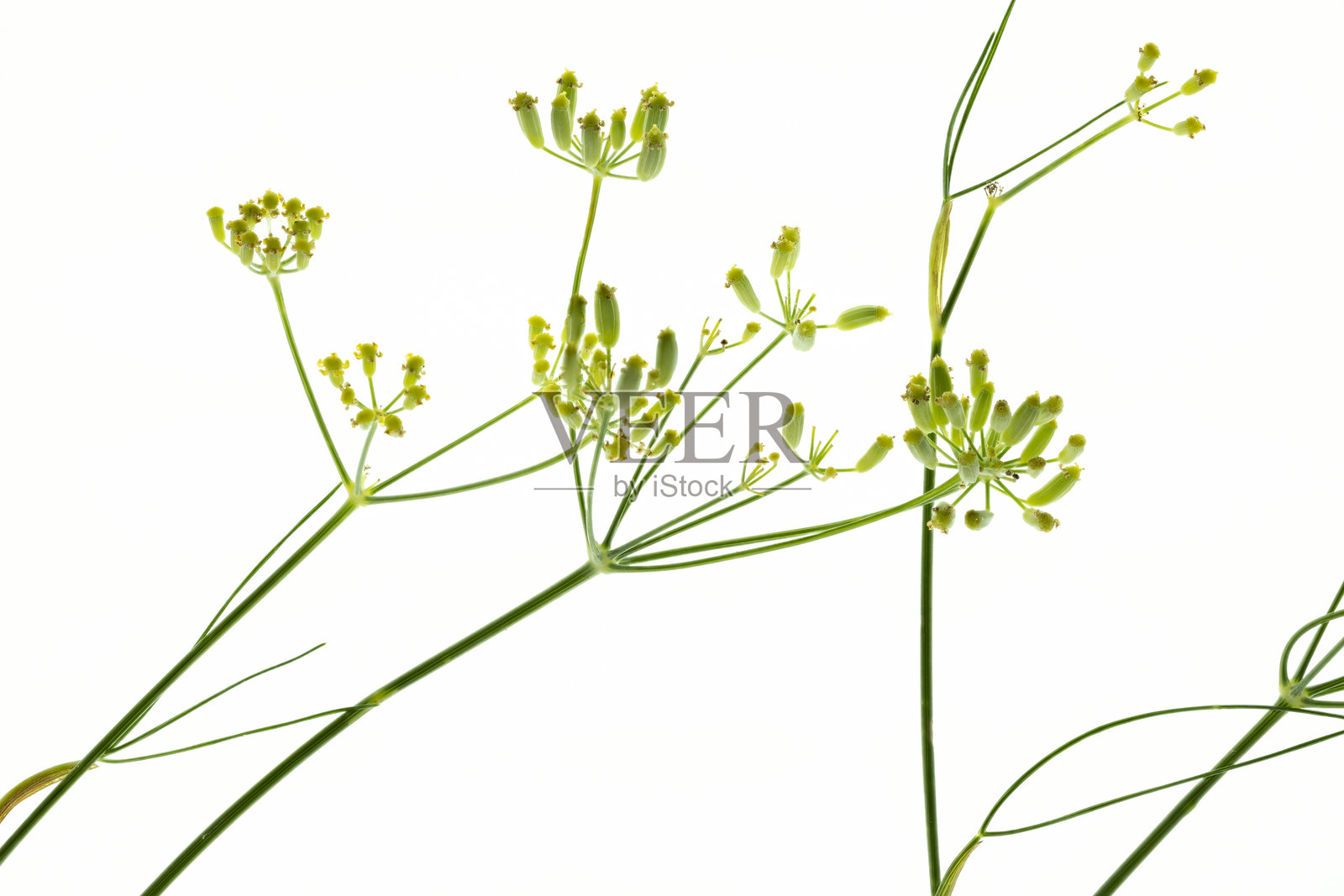 白色上有成熟果实的分离茴香照片摄影图片