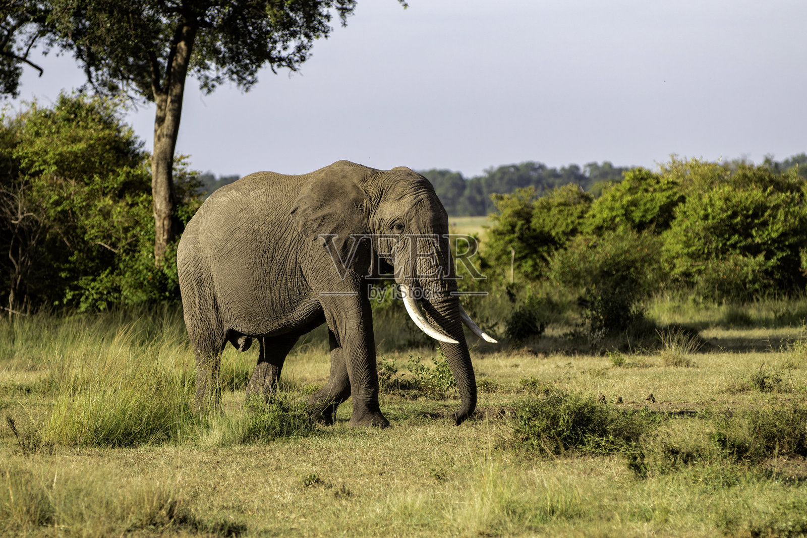 马赛马拉国家保护区的公象照片摄影图片