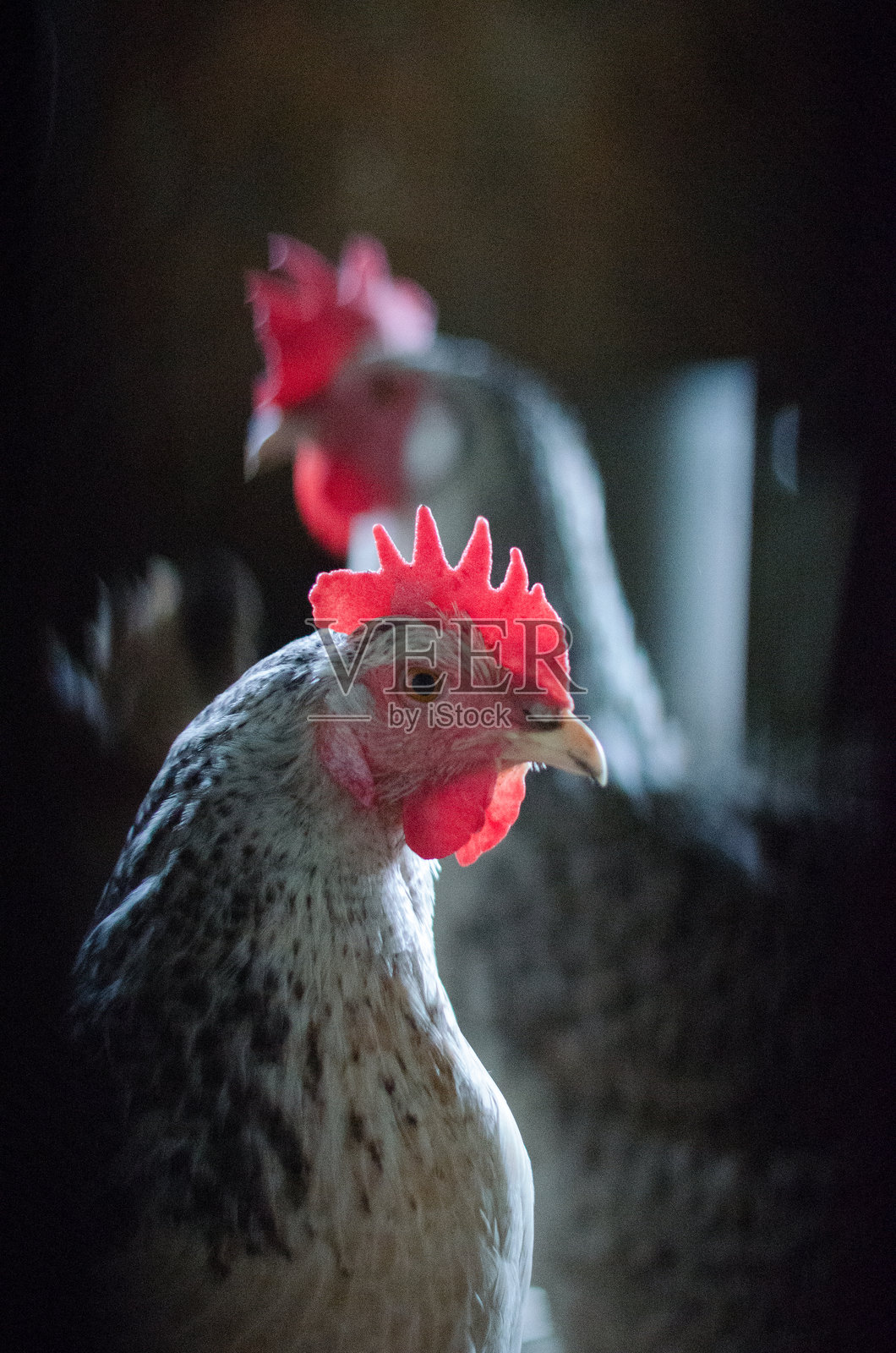 公鸡特写照片摄影图片