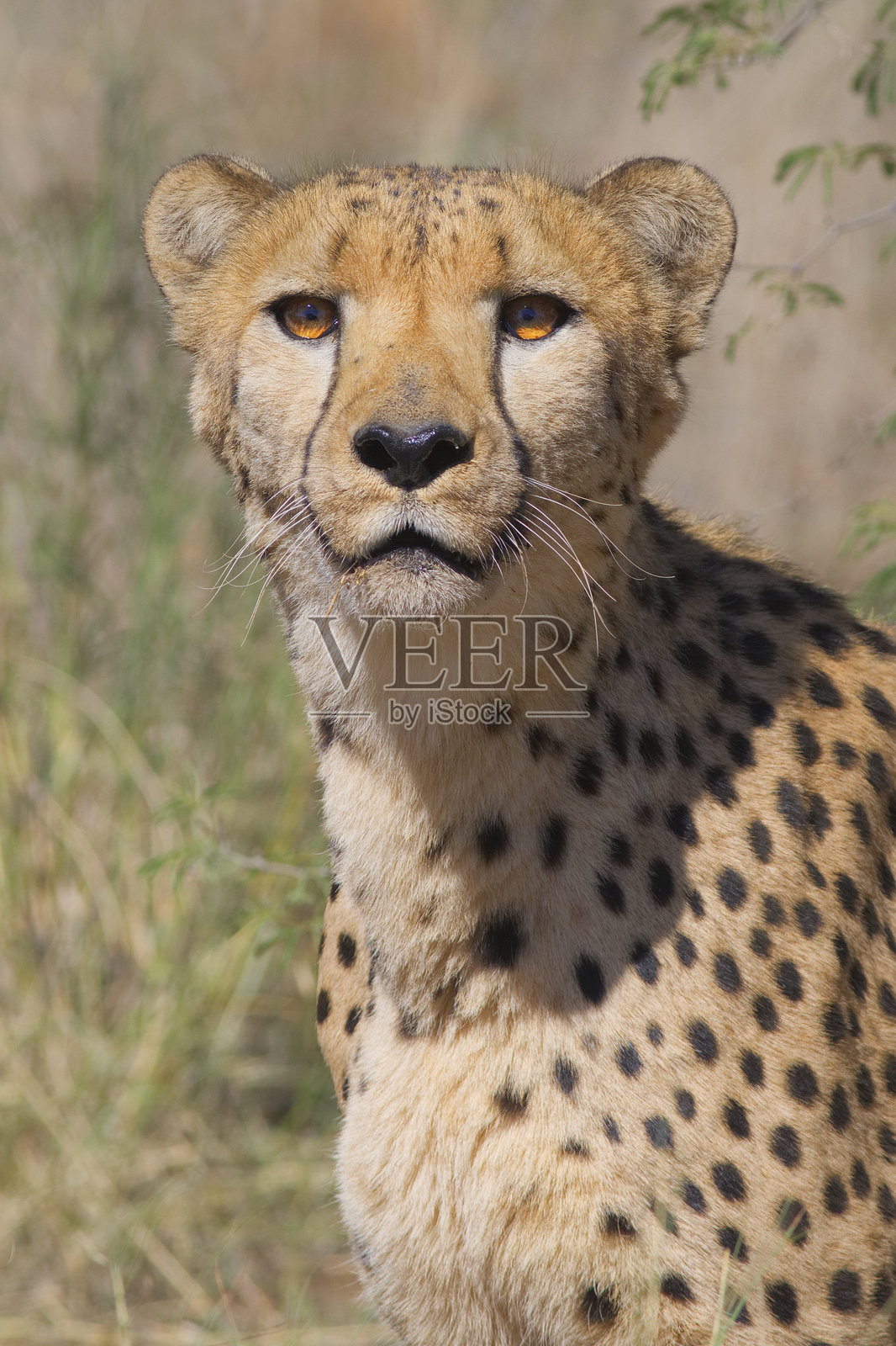 猎豹的特写肖像照片摄影图片