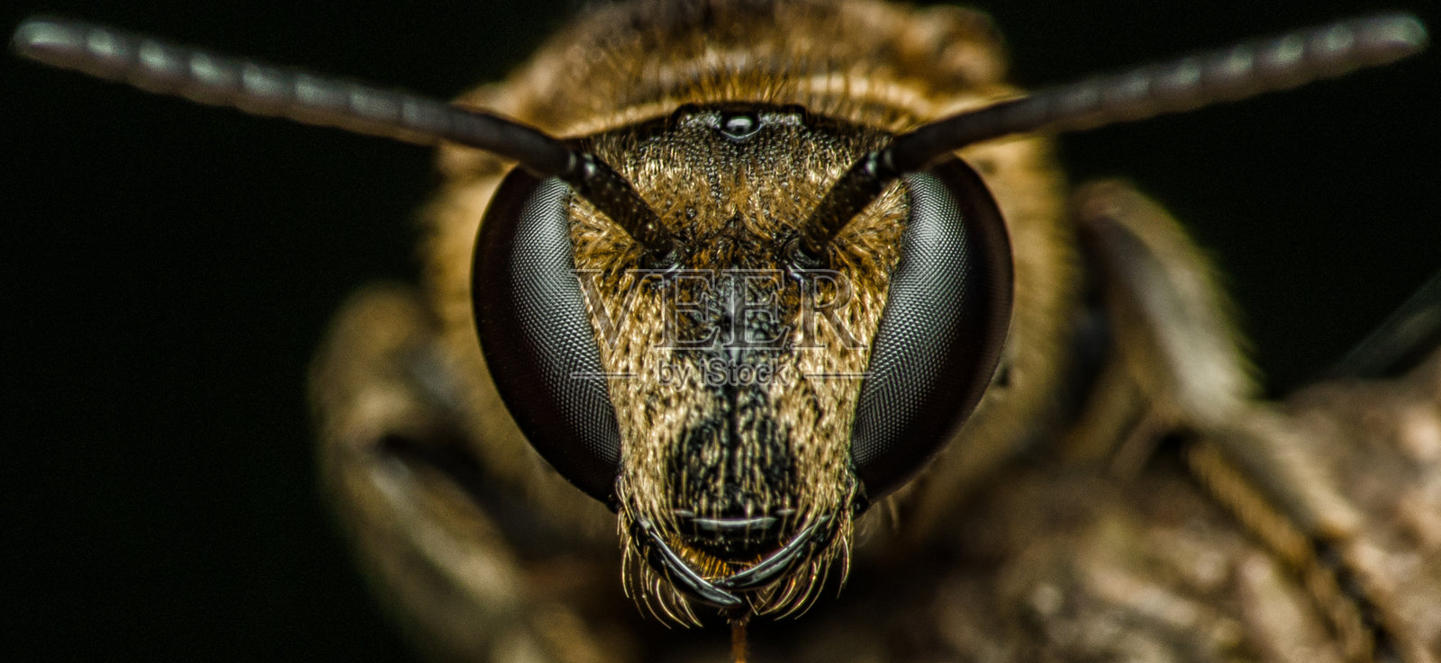 黑色背景下的蜜蜂微距镜头照片摄影图片