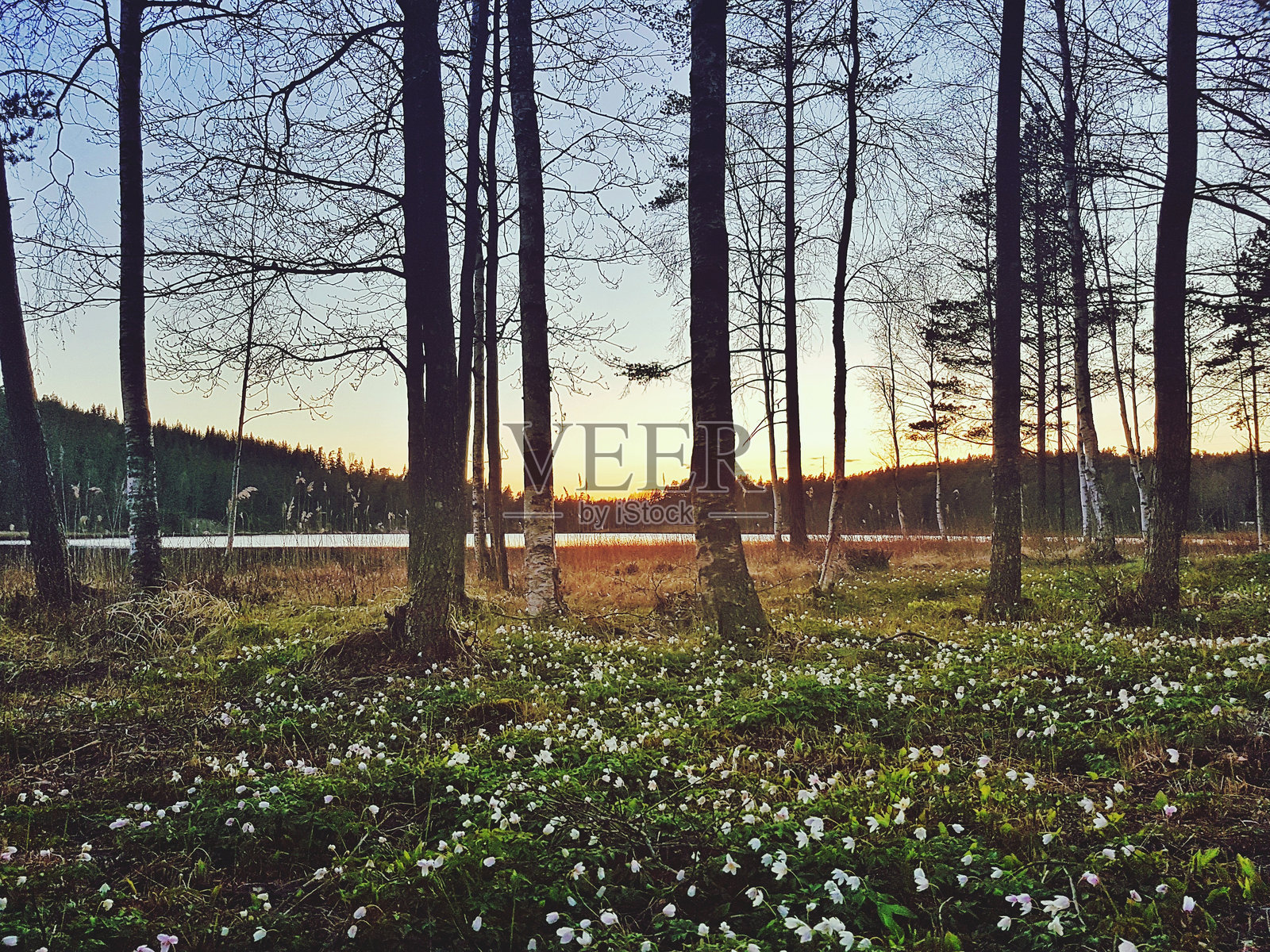 森林中的树木照片摄影图片