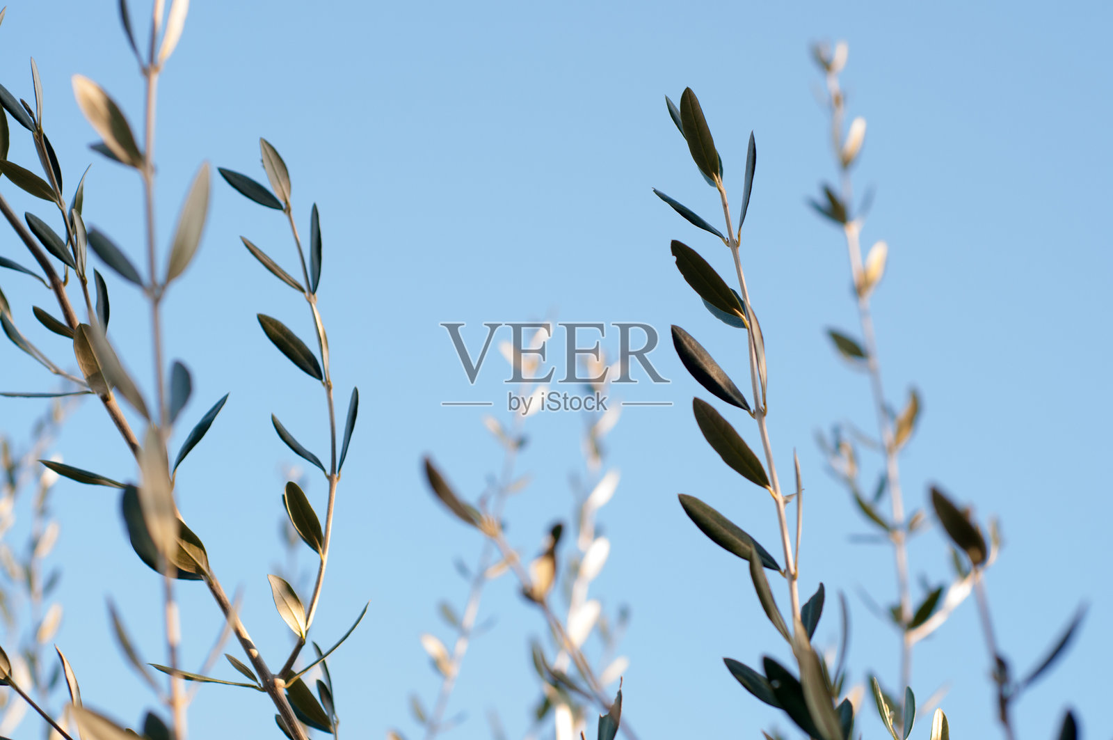 低角度看橄榄植物对清澈的蓝天照片摄影图片