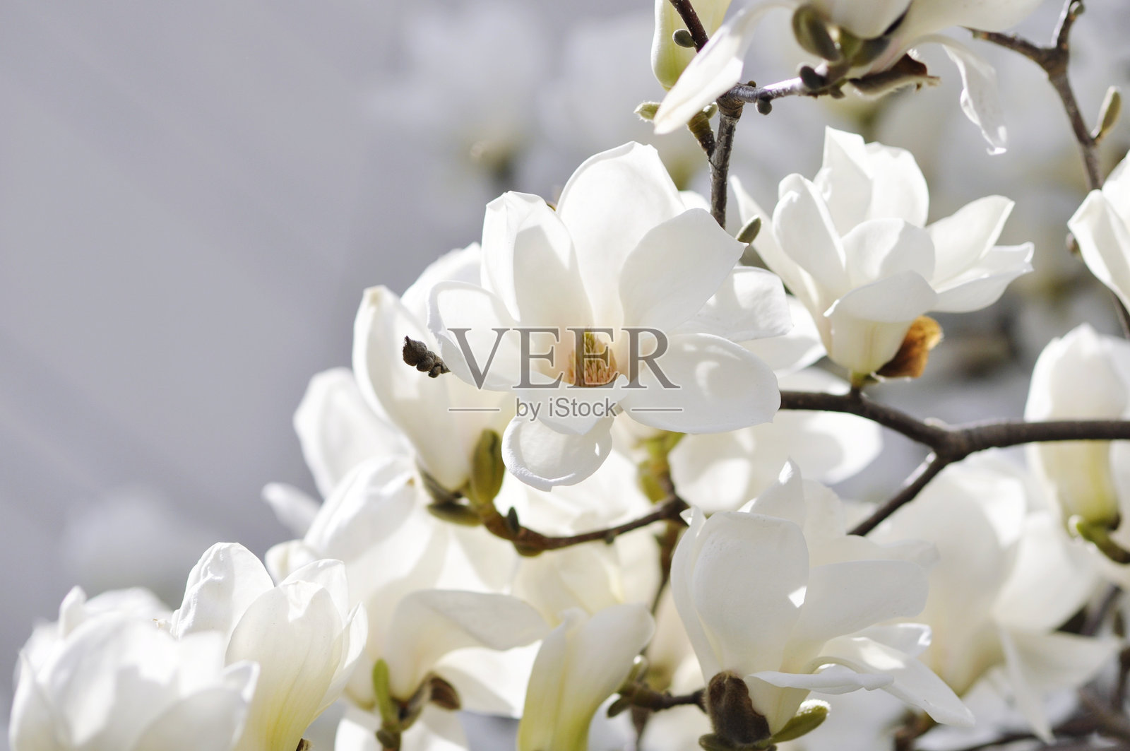 白色樱花特写照片摄影图片