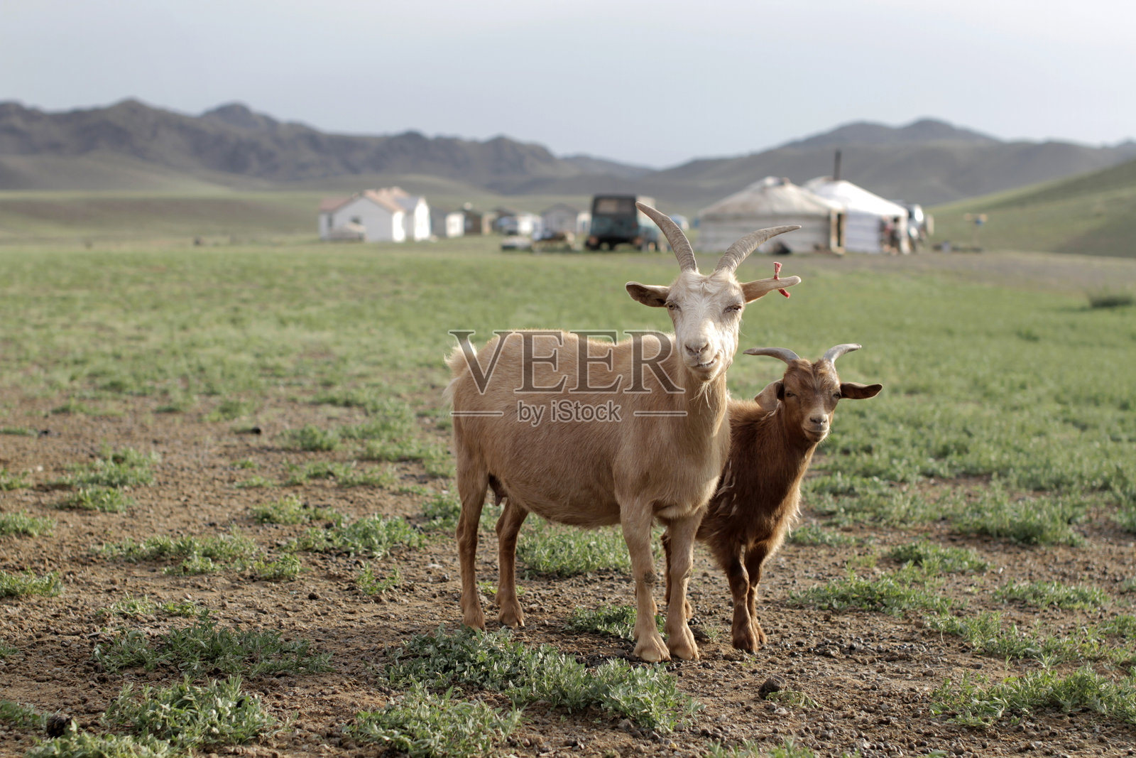 山羊在背对山脉的田野上照片摄影图片