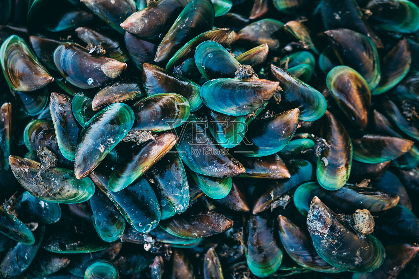 贻贝的全画幅拍摄照片摄影图片