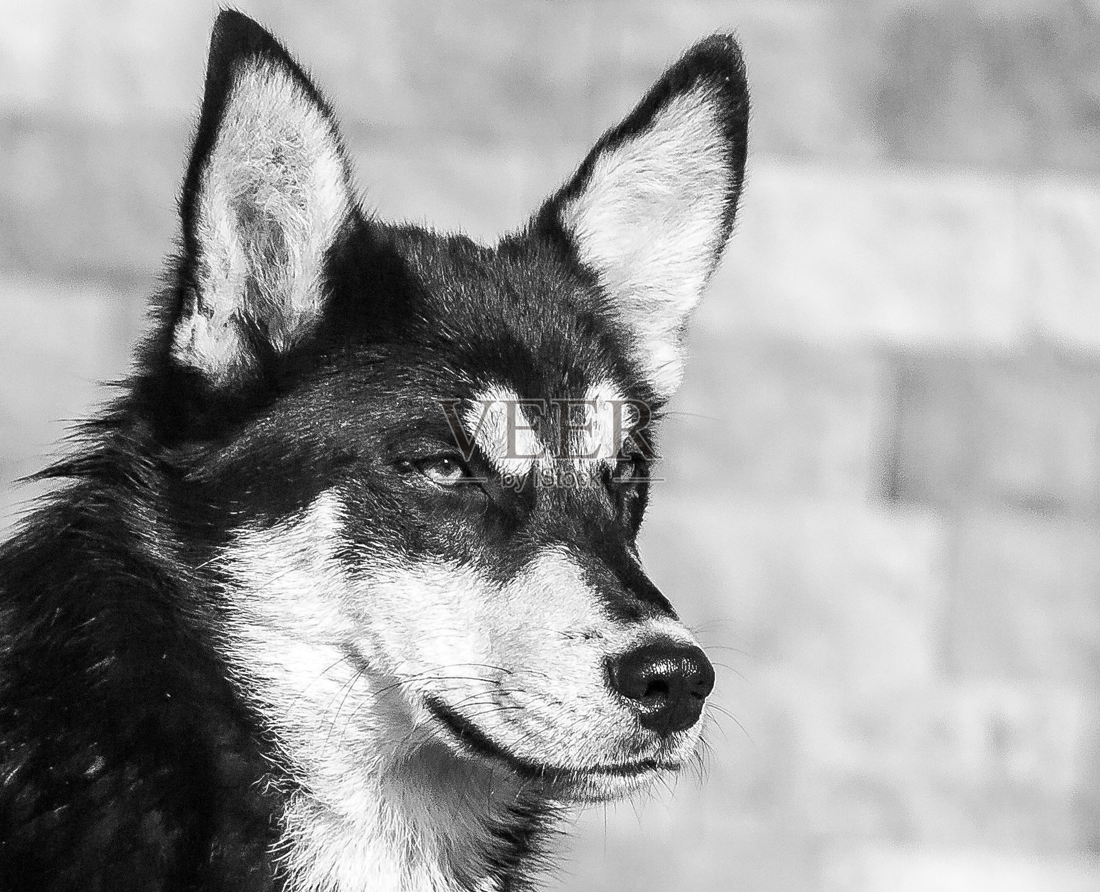 狗看向别处的特写照片摄影图片