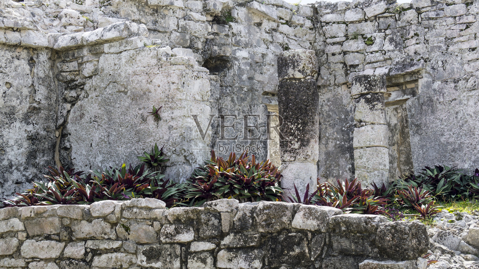 图卢姆石墙旁的植物照片摄影图片