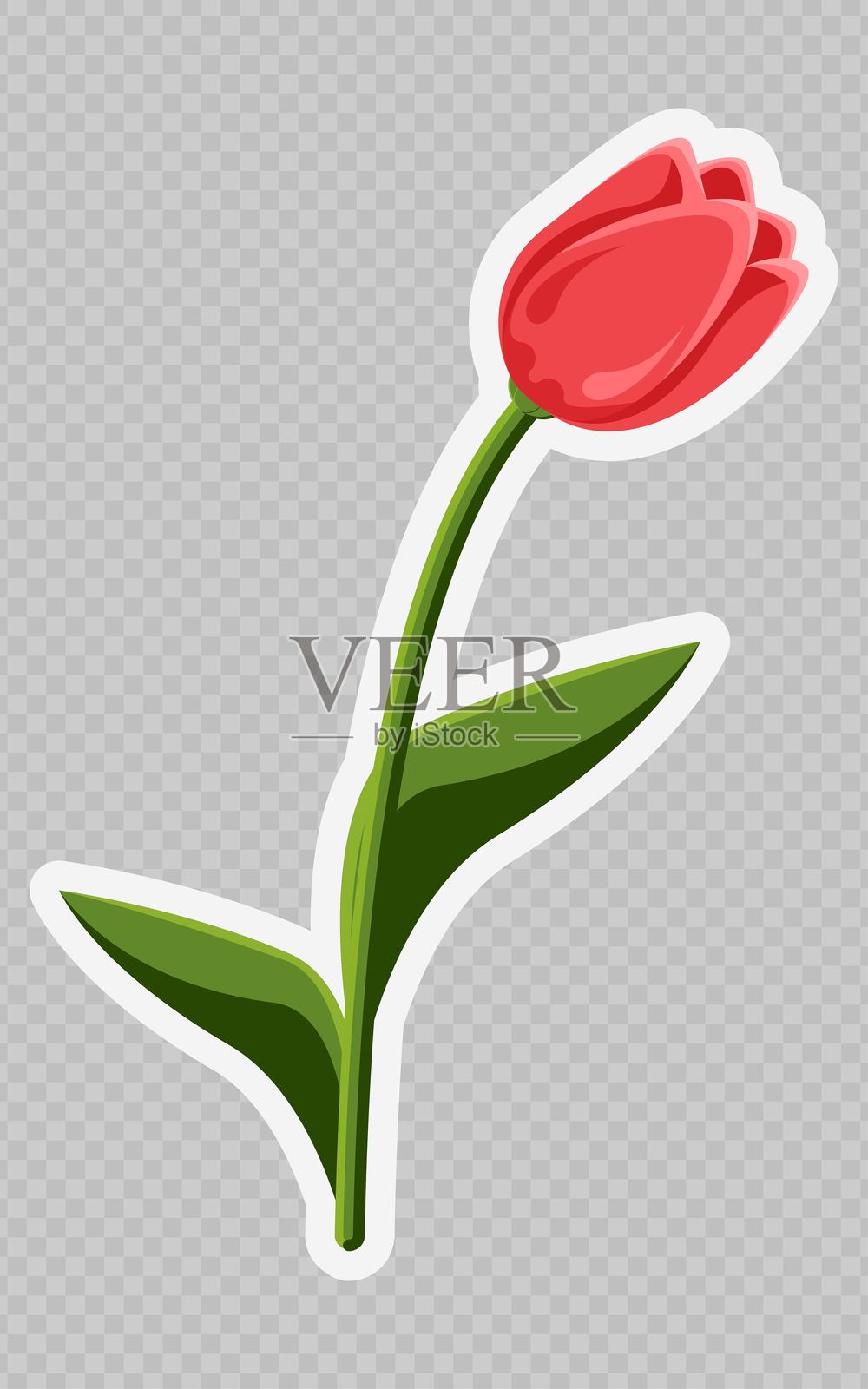 红色郁金香。春天的花插画图片素材