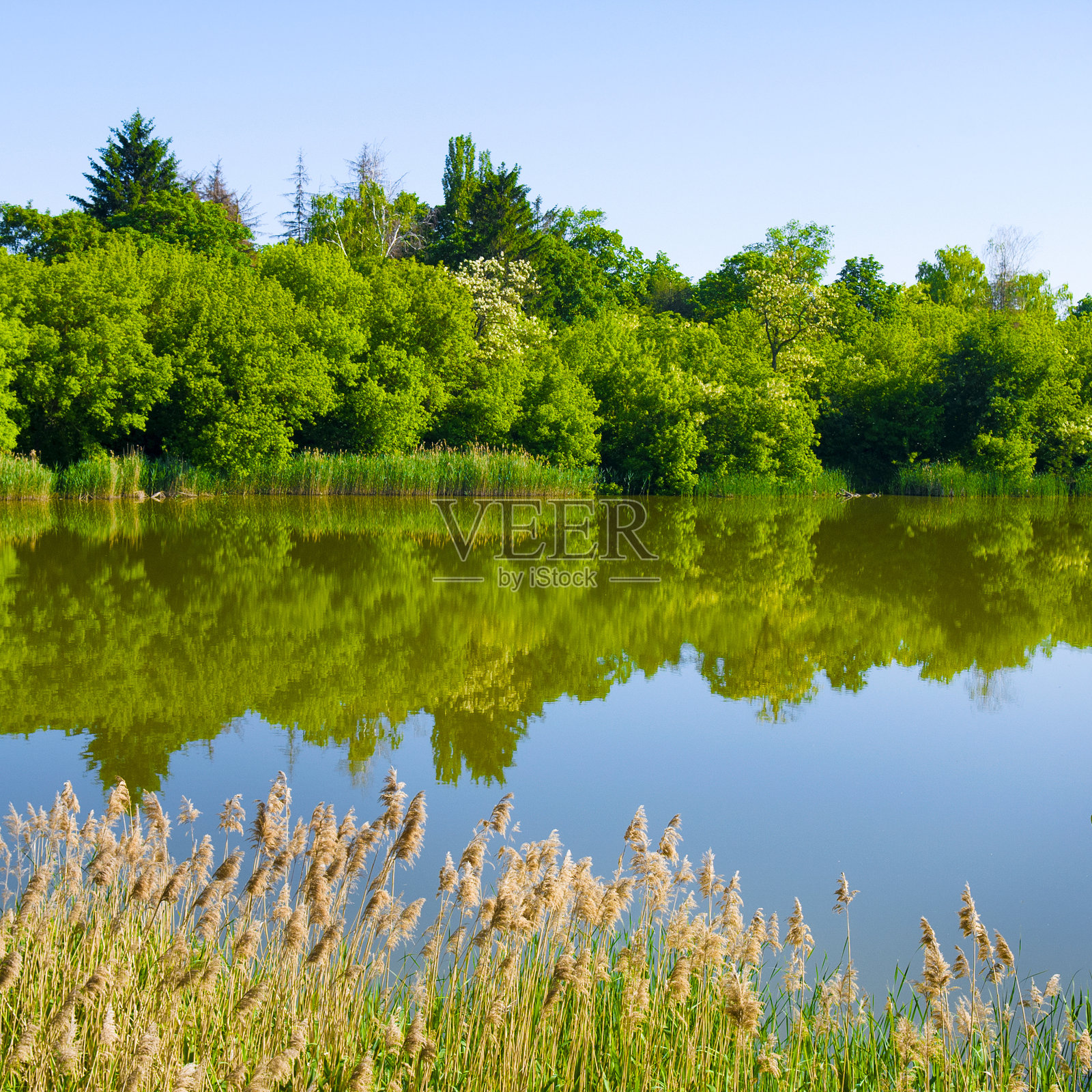 湖岸上有水生植被和落叶林。美丽的夏日风景。照片摄影图片