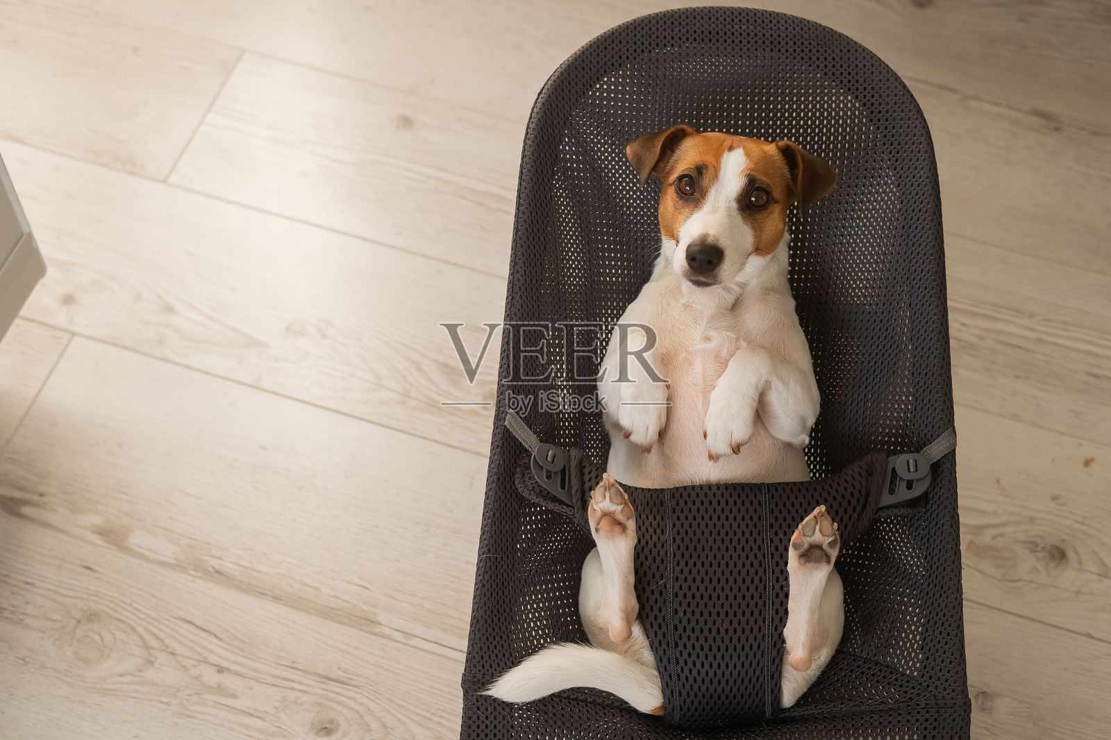 一只杰克罗素梗狗躺在儿童躺椅上。照片摄影图片