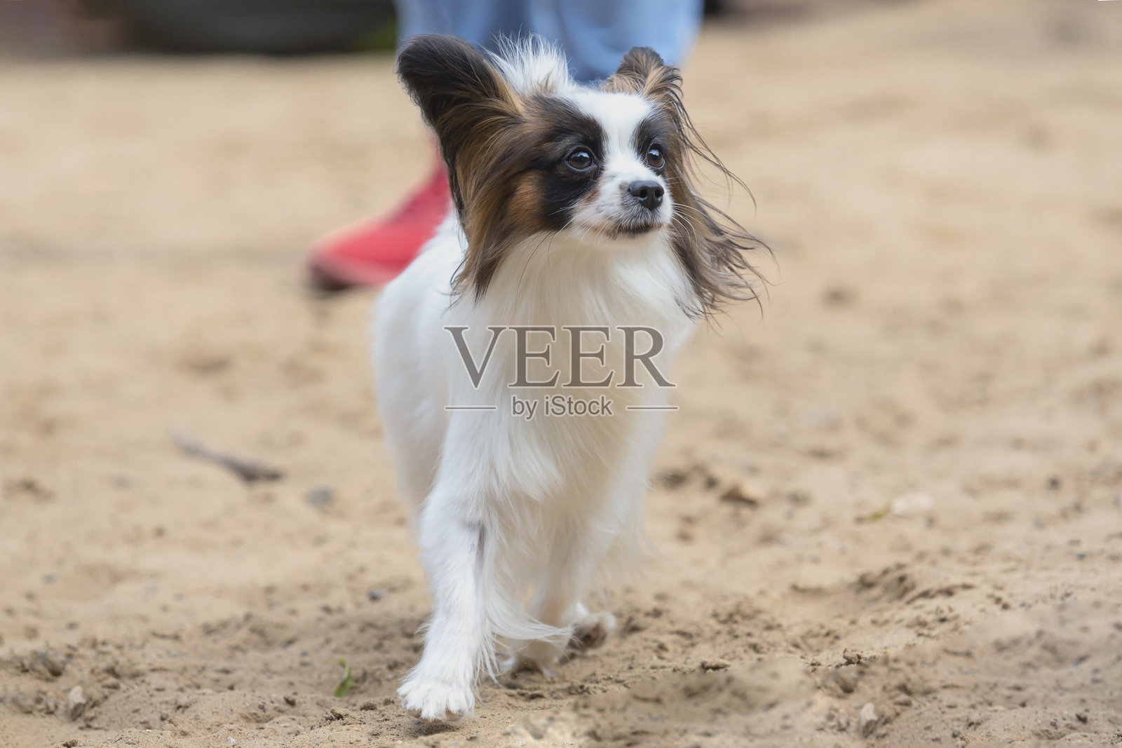 在散步的蝴蝶犬。特写镜头。照片摄影图片