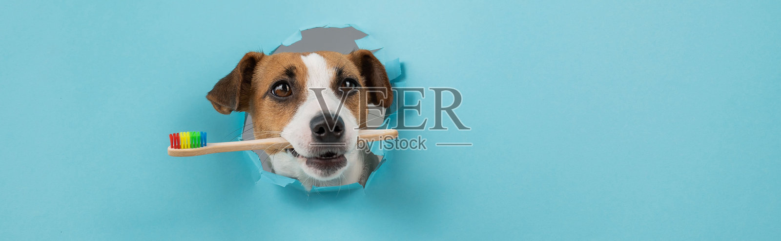 杰克罗素梗的口鼻从纸蓝色背景的一个洞里伸出来，手里拿着一把橙色的牙刷。照片摄影图片