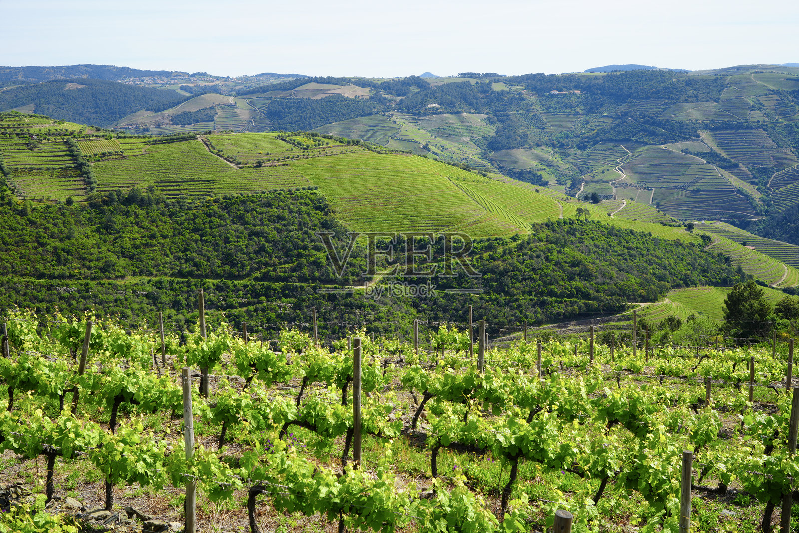 在一个阳光明媚的日子里，杜罗葡萄园的梯田，葡萄牙，夏季照片摄影图片