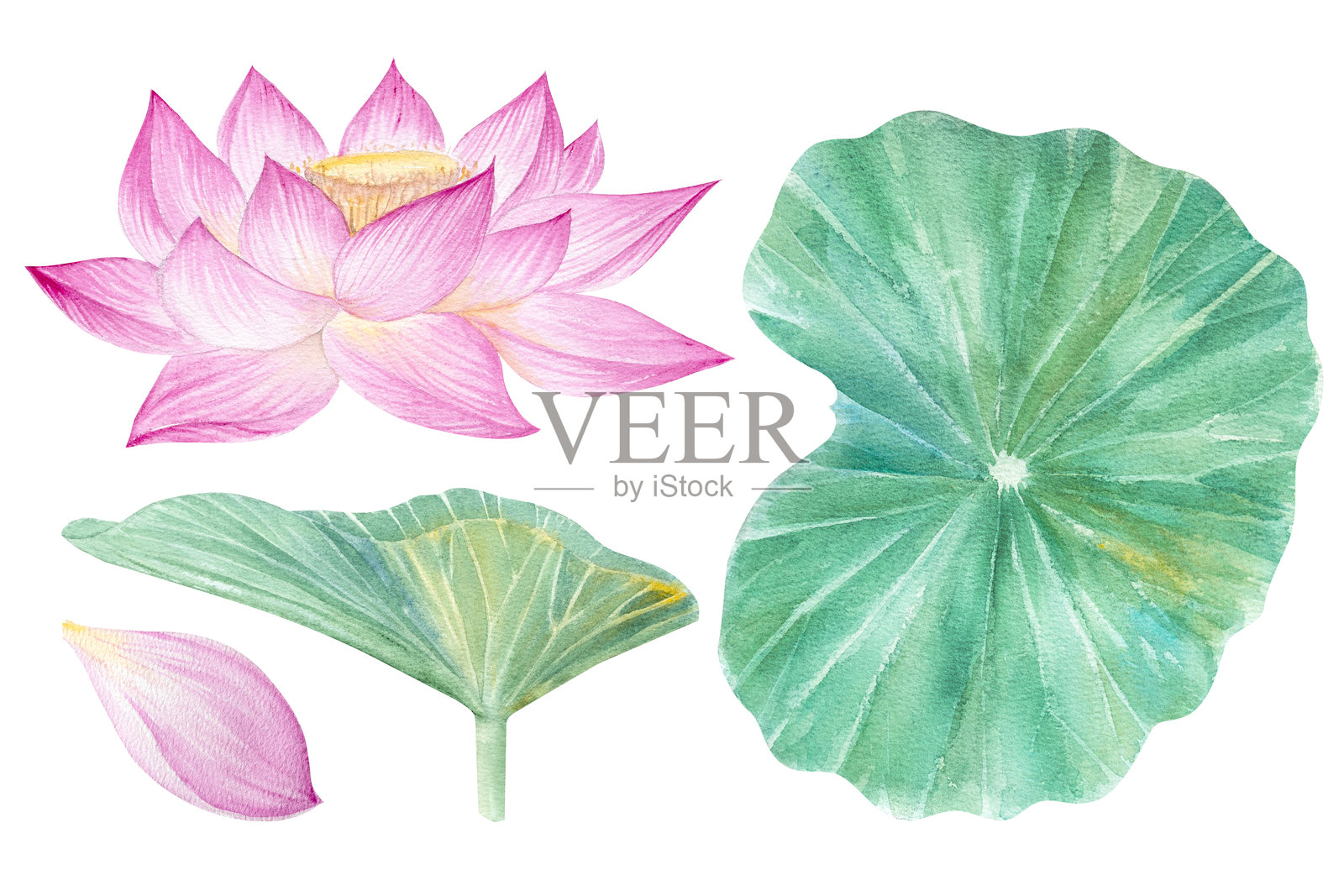 荷花、叶子、种子。手绘水彩插图粉红色的睡莲，绿色的叶子和种子。植物绘画。配以荷花作图案。插画图片素材