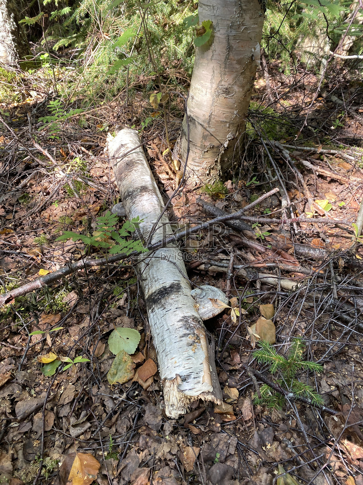 自然照片摄影图片