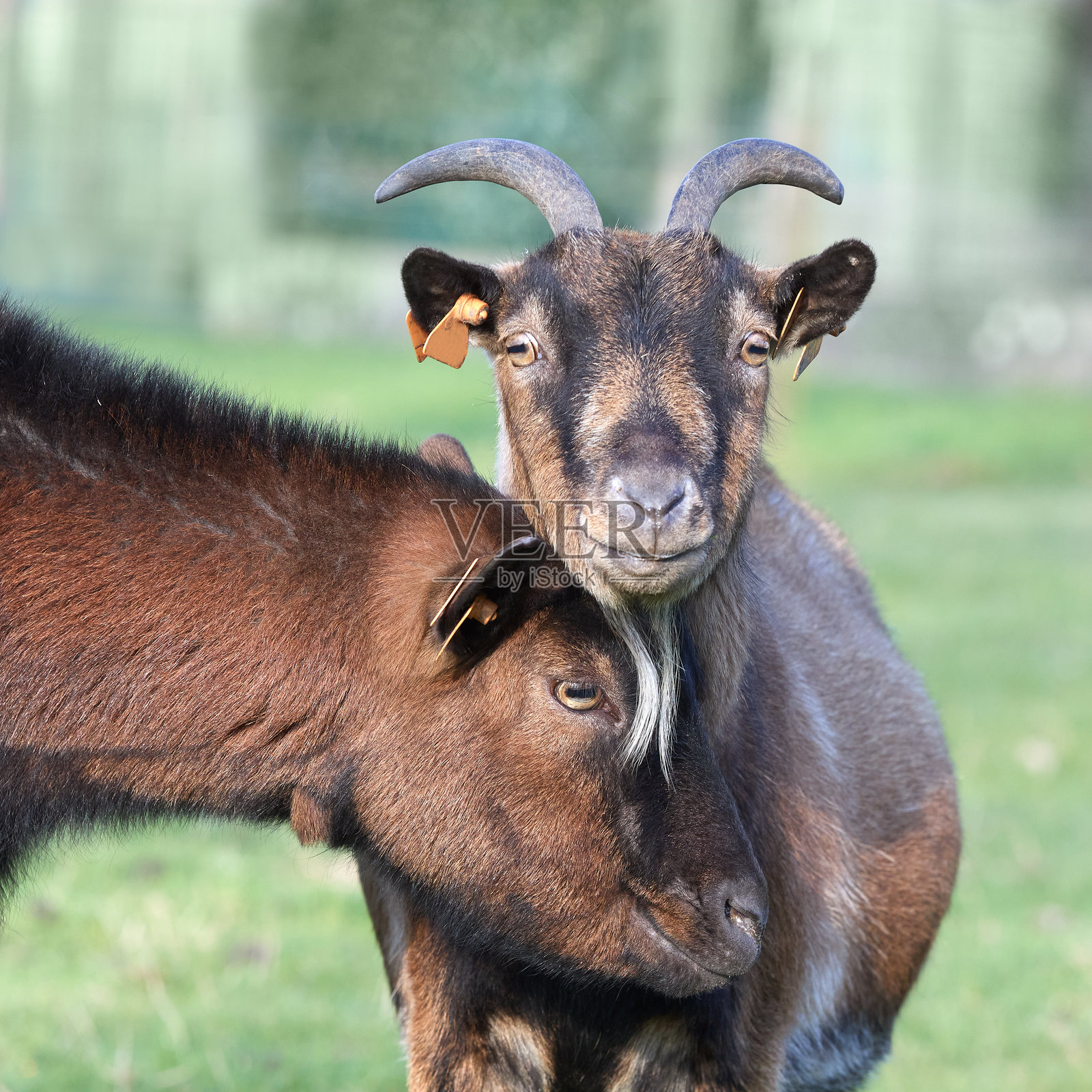 在乡村环境中的矮山羊照片摄影图片