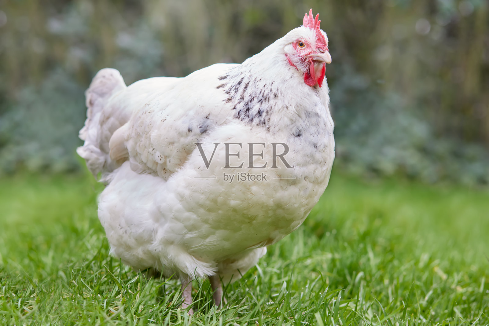 白色苏塞克斯鸡的特写肖像照片摄影图片