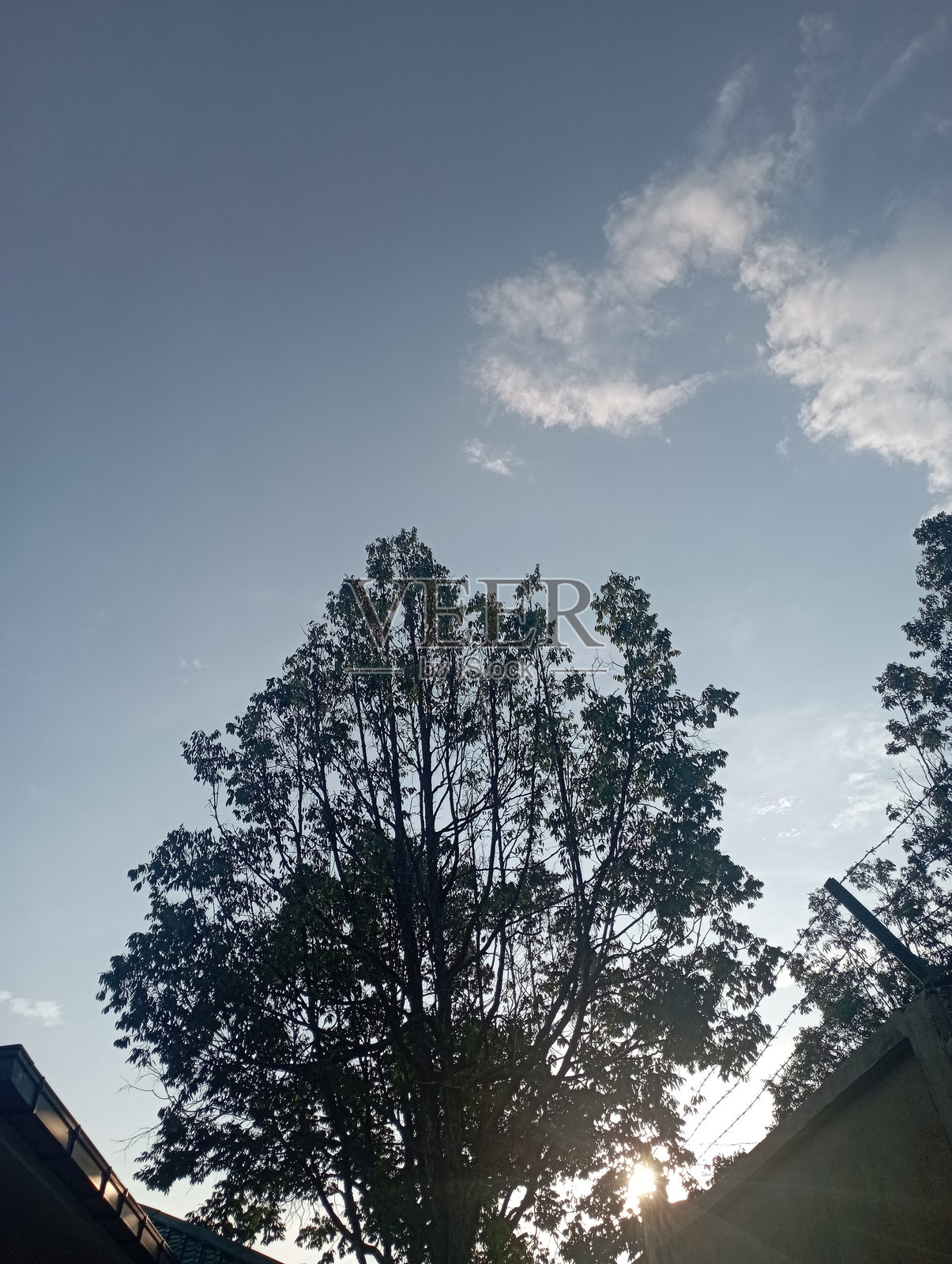 树林间夕阳的景色照片摄影图片