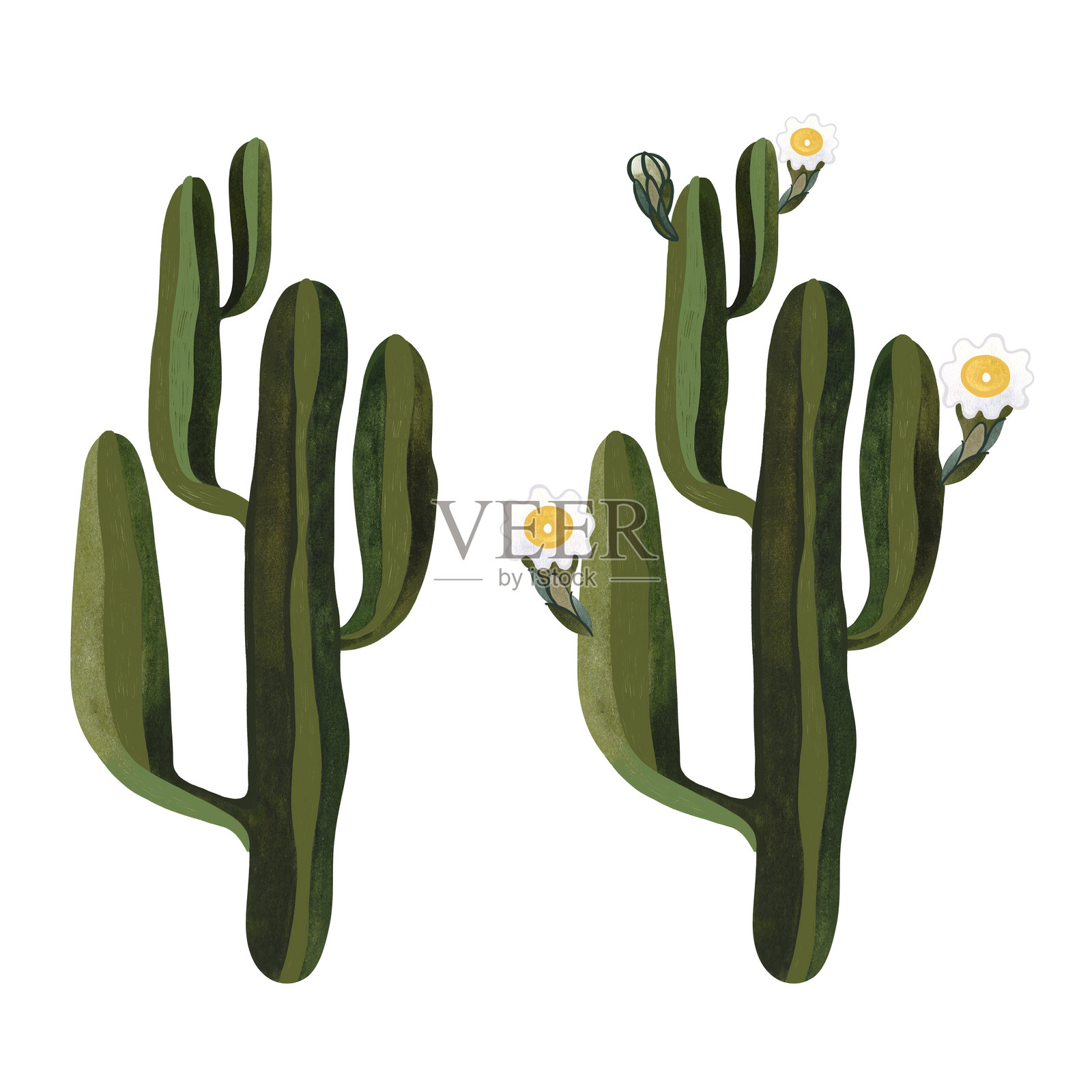 仙人掌。盛开的仙人掌，开着白色和黄色的花。家里的植物。花卉栽培。沙漠植物。孤立的水彩插图在白色的背景。剪纸艺术。插画图片素材
