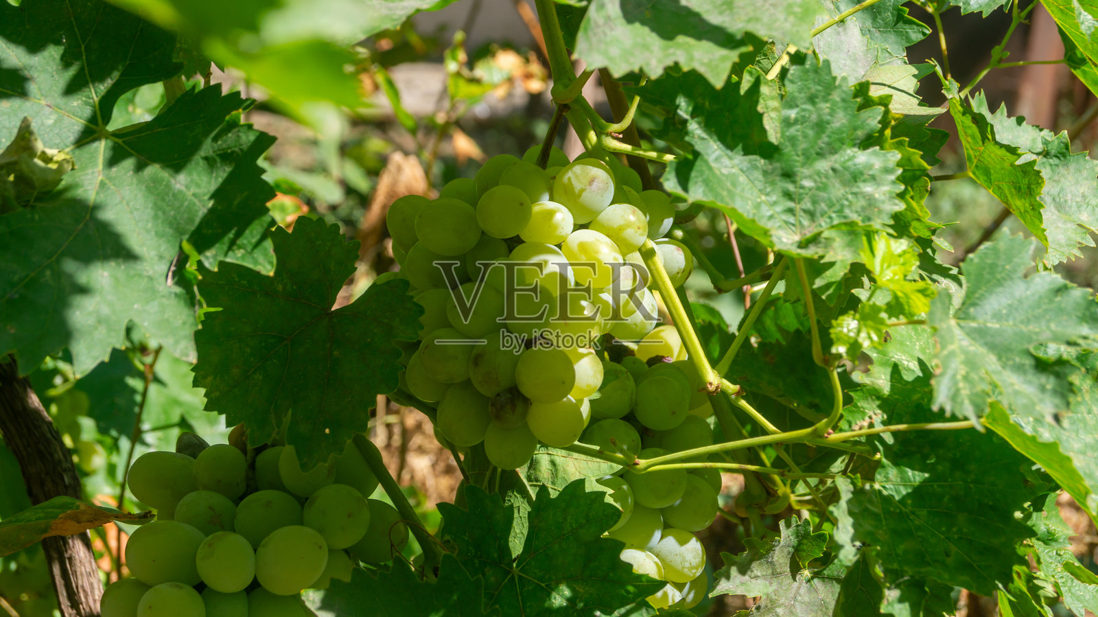 一串白葡萄在阳光下的绿叶中特写照片摄影图片