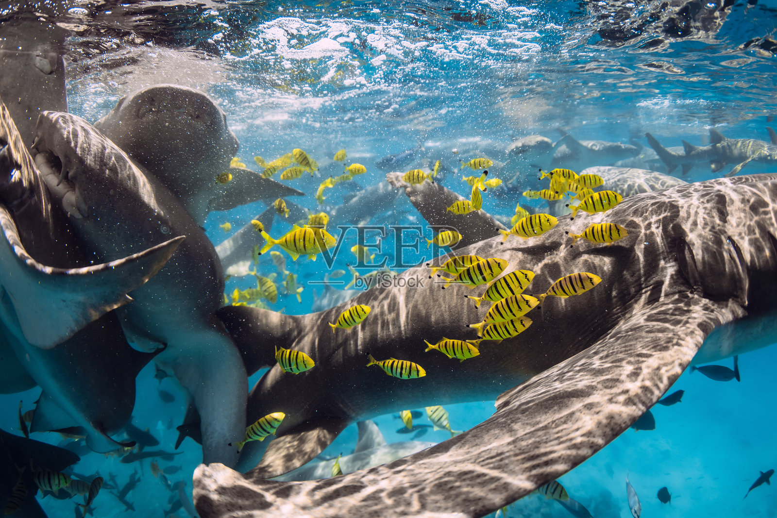 一群水下的热带黄鱼和护士鲨。马尔代夫的鲨鱼照片摄影图片