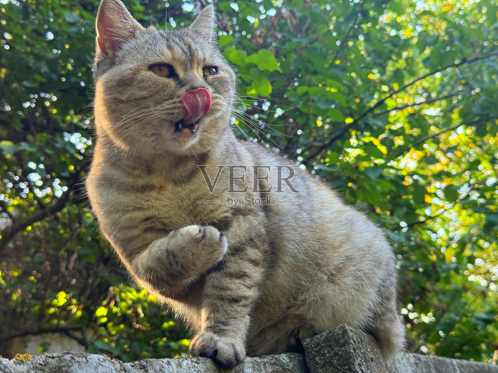 舔可爱猫咪的画像照片摄影图片