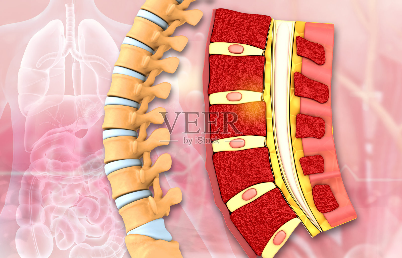 人体脊柱横切面解剖照片摄影图片