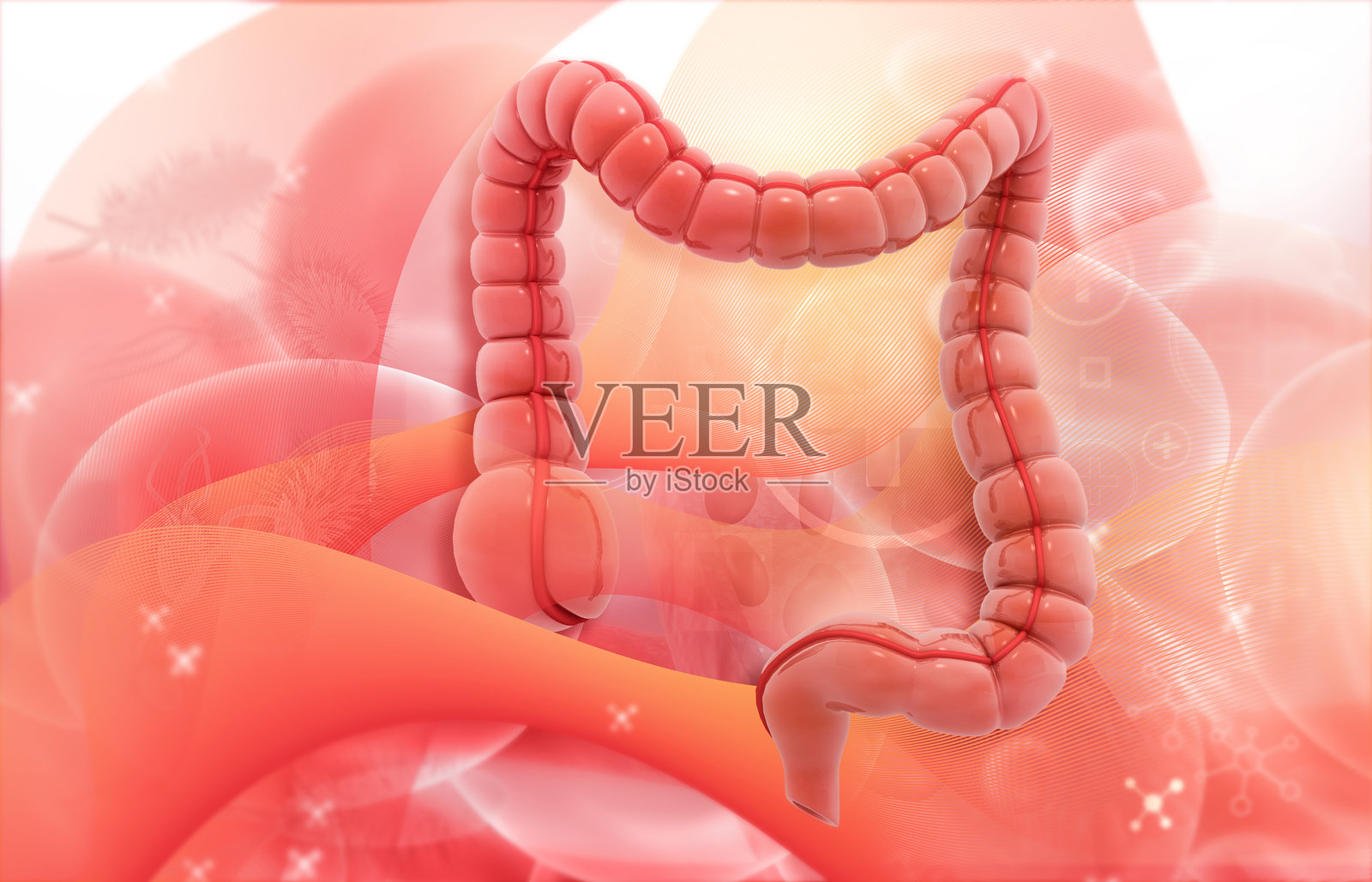 人体结肠解剖照片摄影图片
