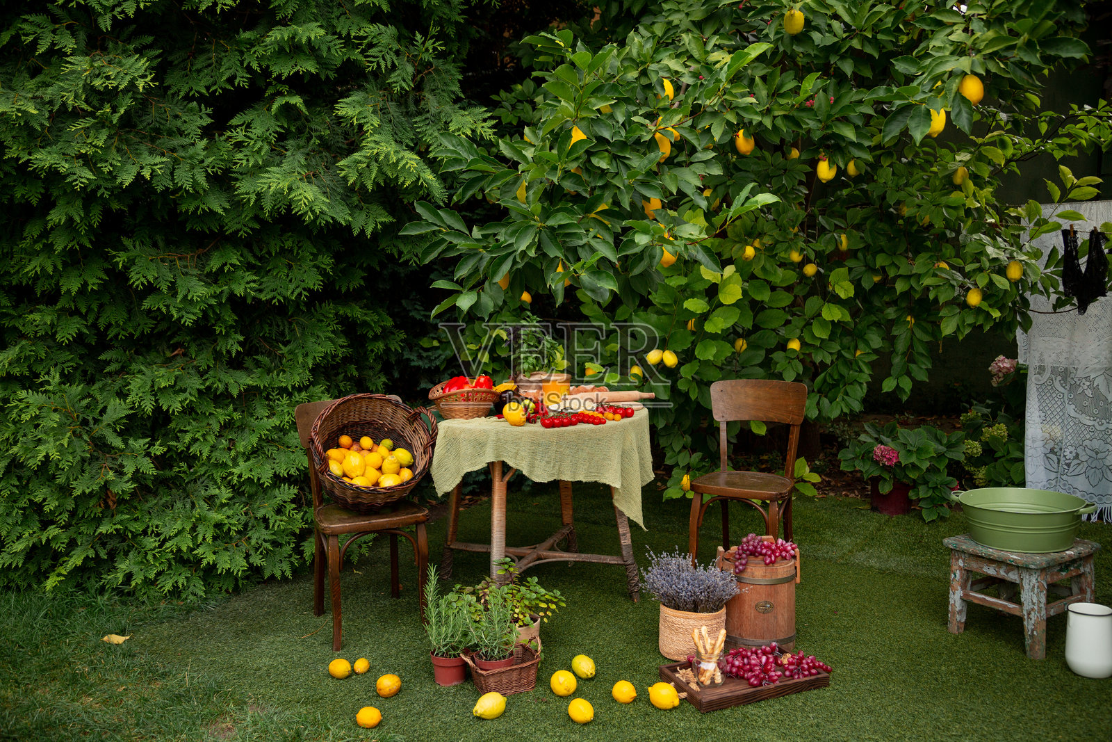 静物——一个盛开的绿色花园，桌子和椅子上摆满了蔬菜和水果，背景是晾晒女性内衣照片摄影图片