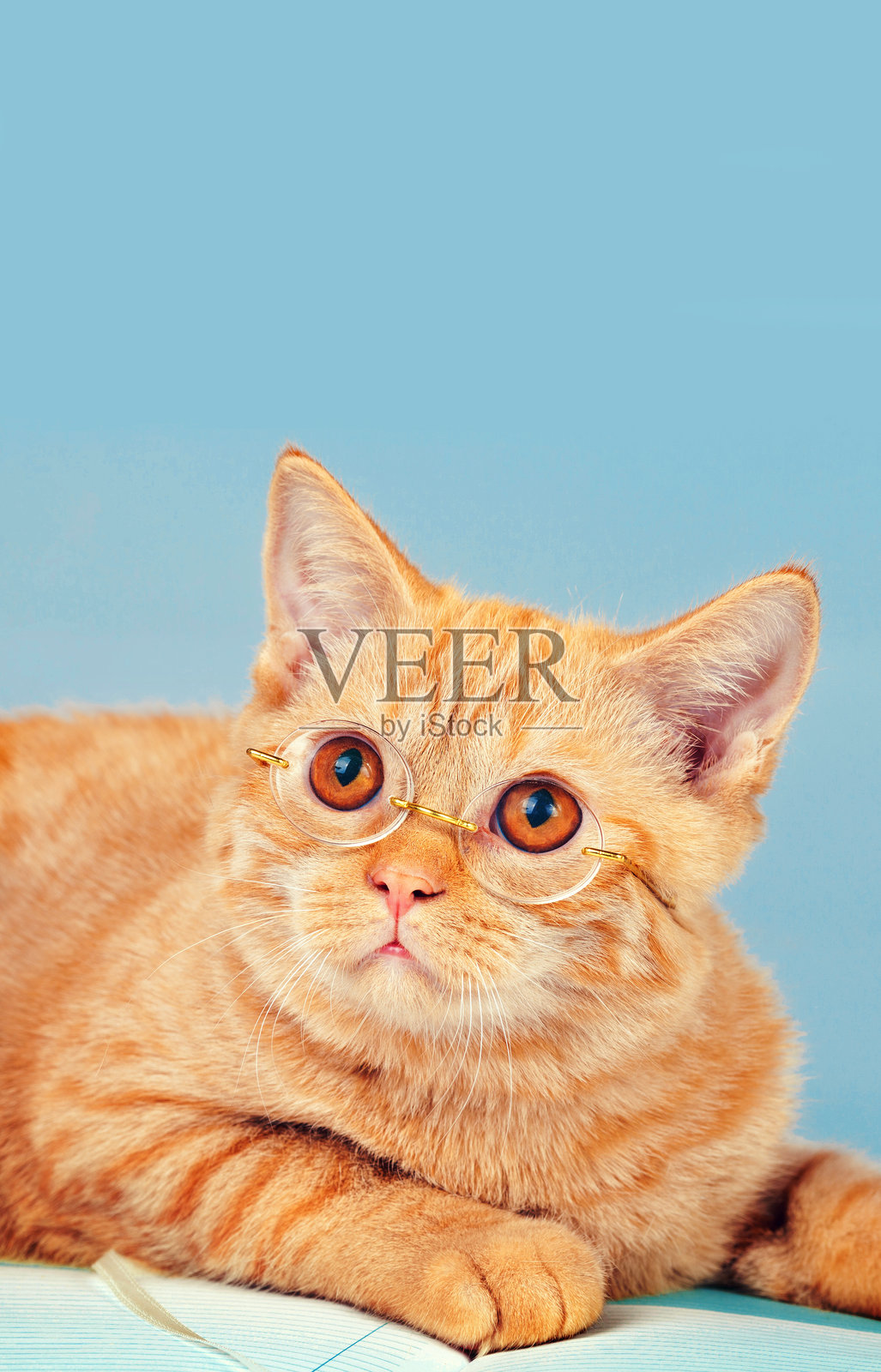 戴眼镜的可爱的商务猫。垂直的图像照片摄影图片