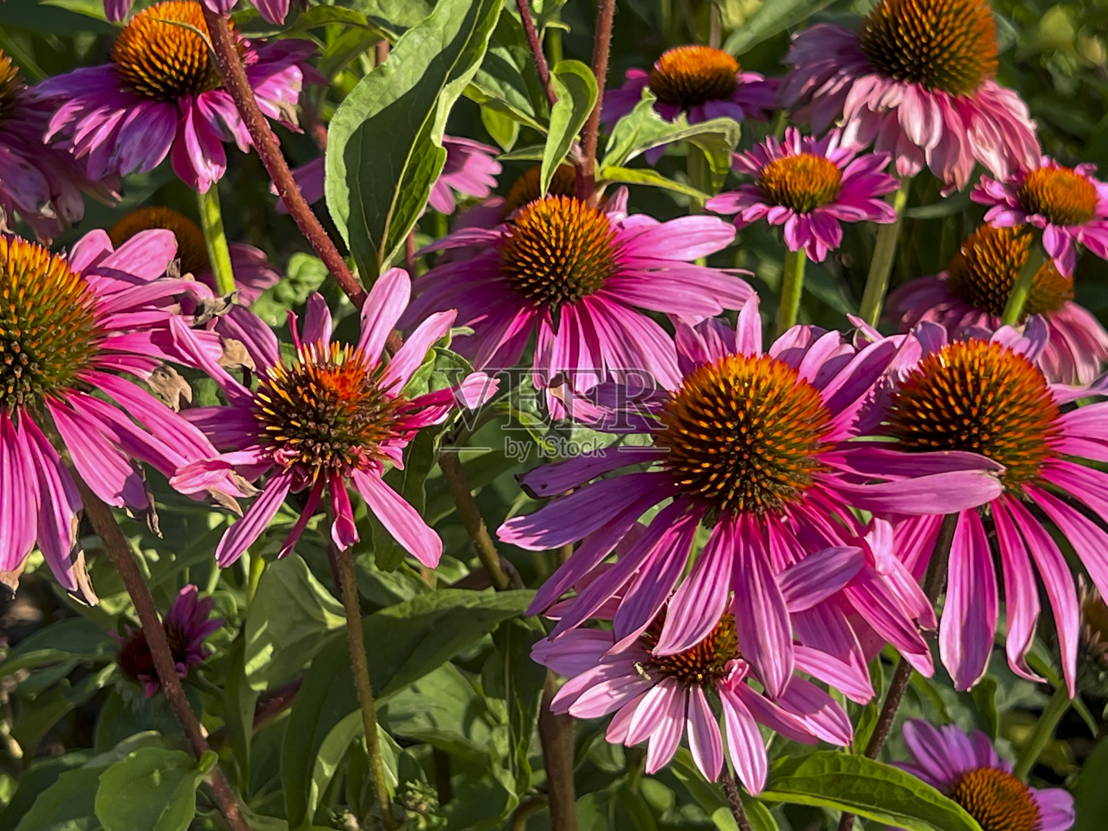 街边花坛里的圆锥花特写照片摄影图片