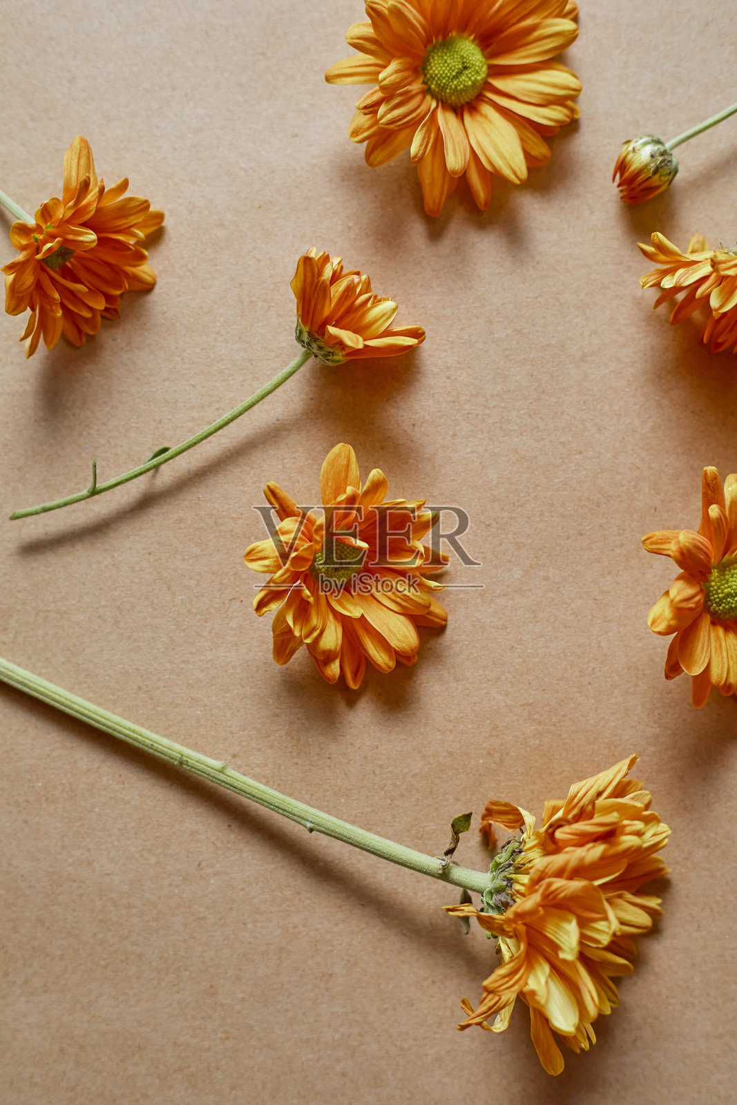 橙色的菊花照片摄影图片