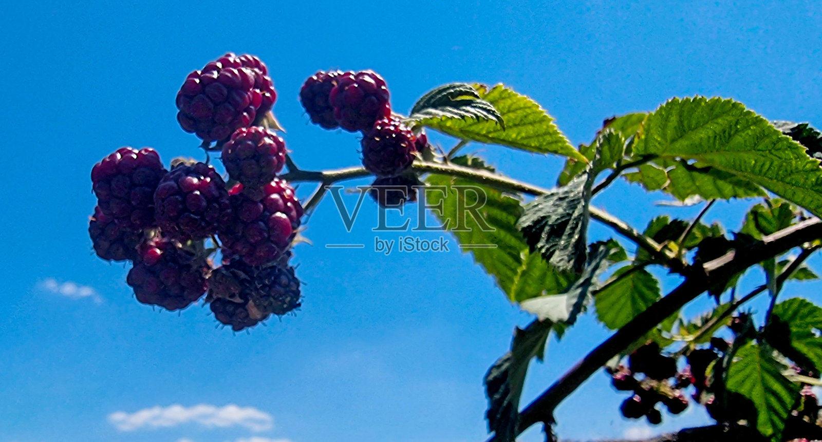黑莓黑莓来自野生的黑莓照片摄影图片