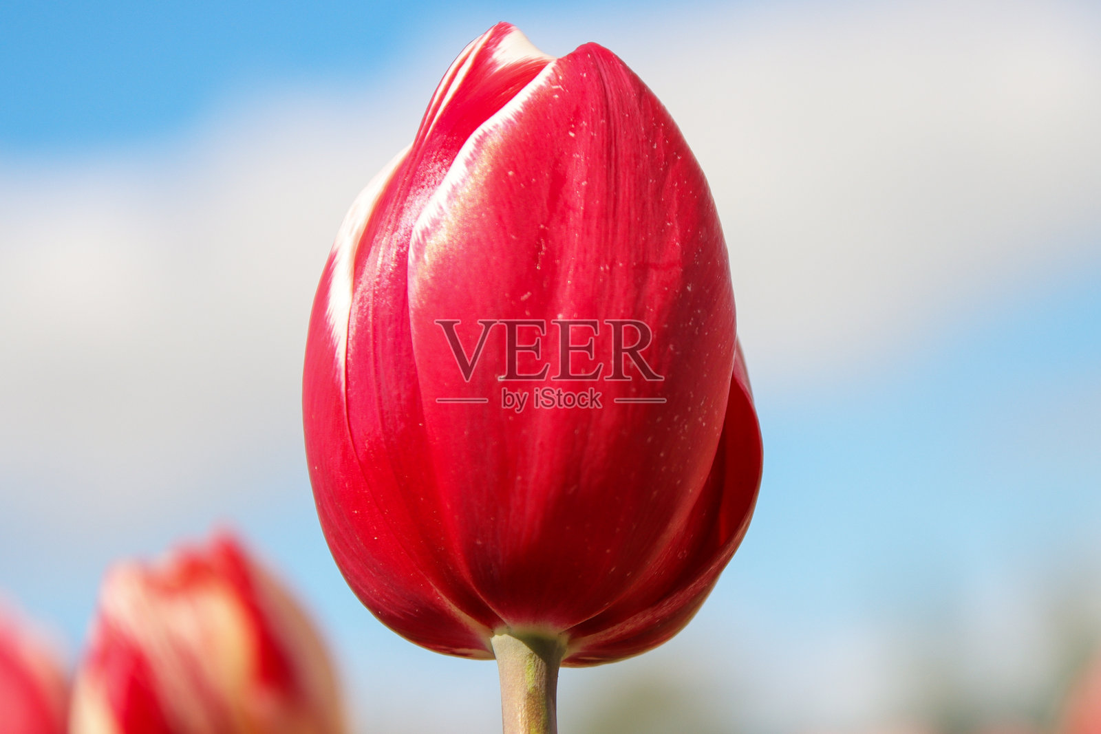 在goee - overflakkee上，郁金香盛开的田地里种植着球茎照片摄影图片