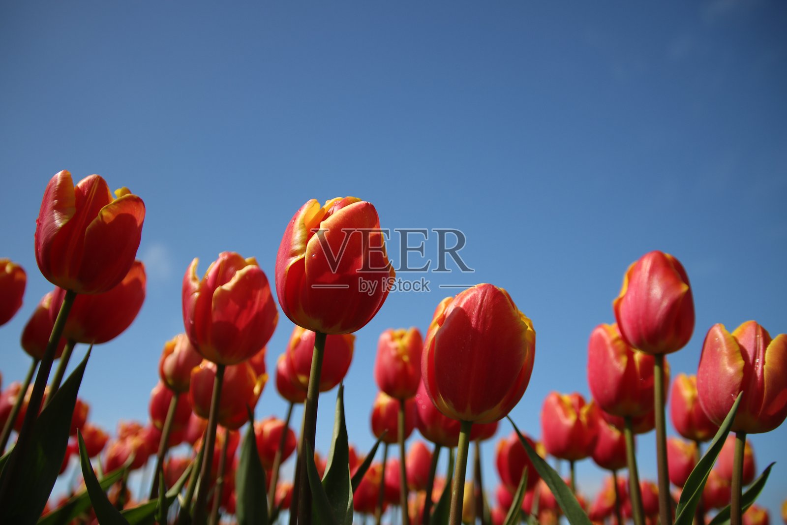 在goee - overflakkee上，郁金香盛开的田地里种植着球茎照片摄影图片