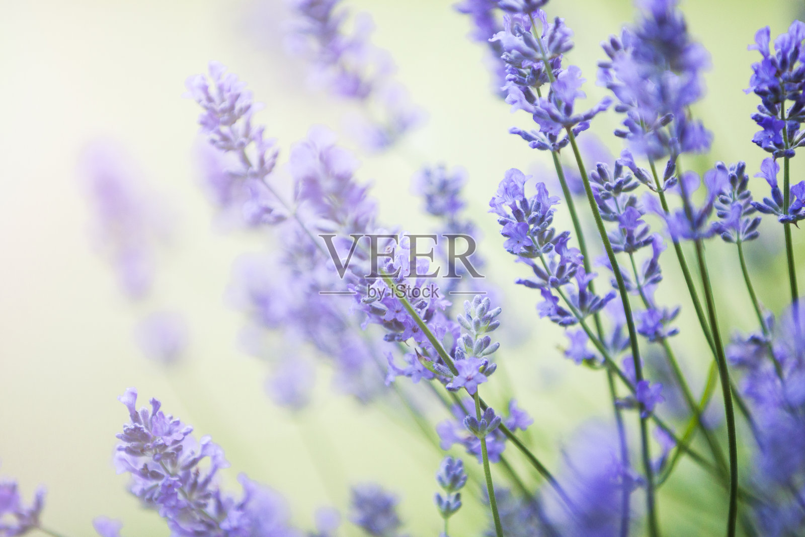 紫薰衣草(Lavandula)花照片摄影图片