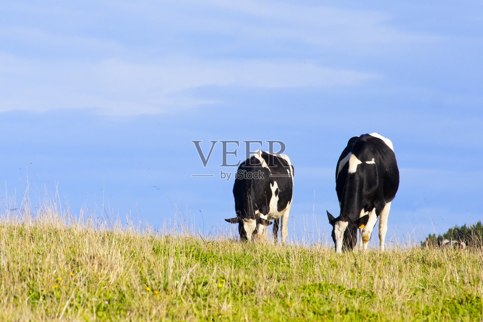 美丽的荷斯坦奶牛吃草，绿草。照片摄影图片