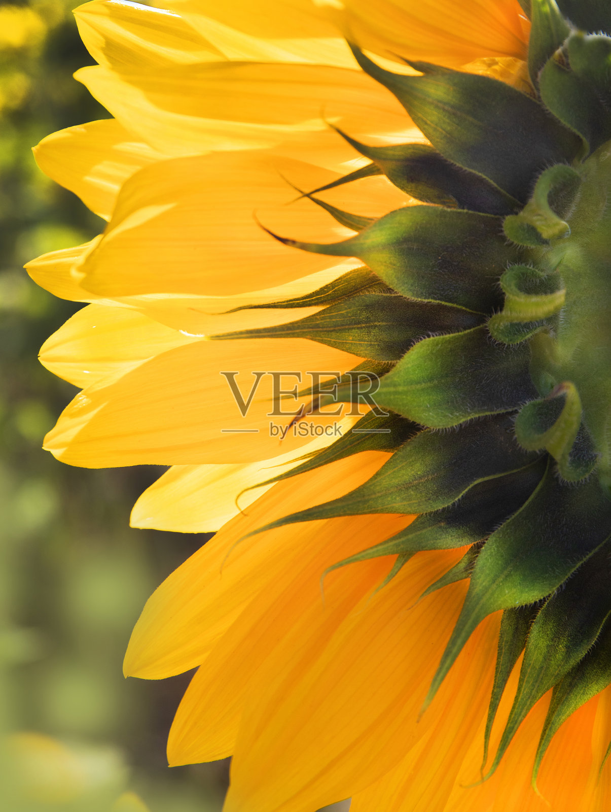 向日葵特写照片摄影图片