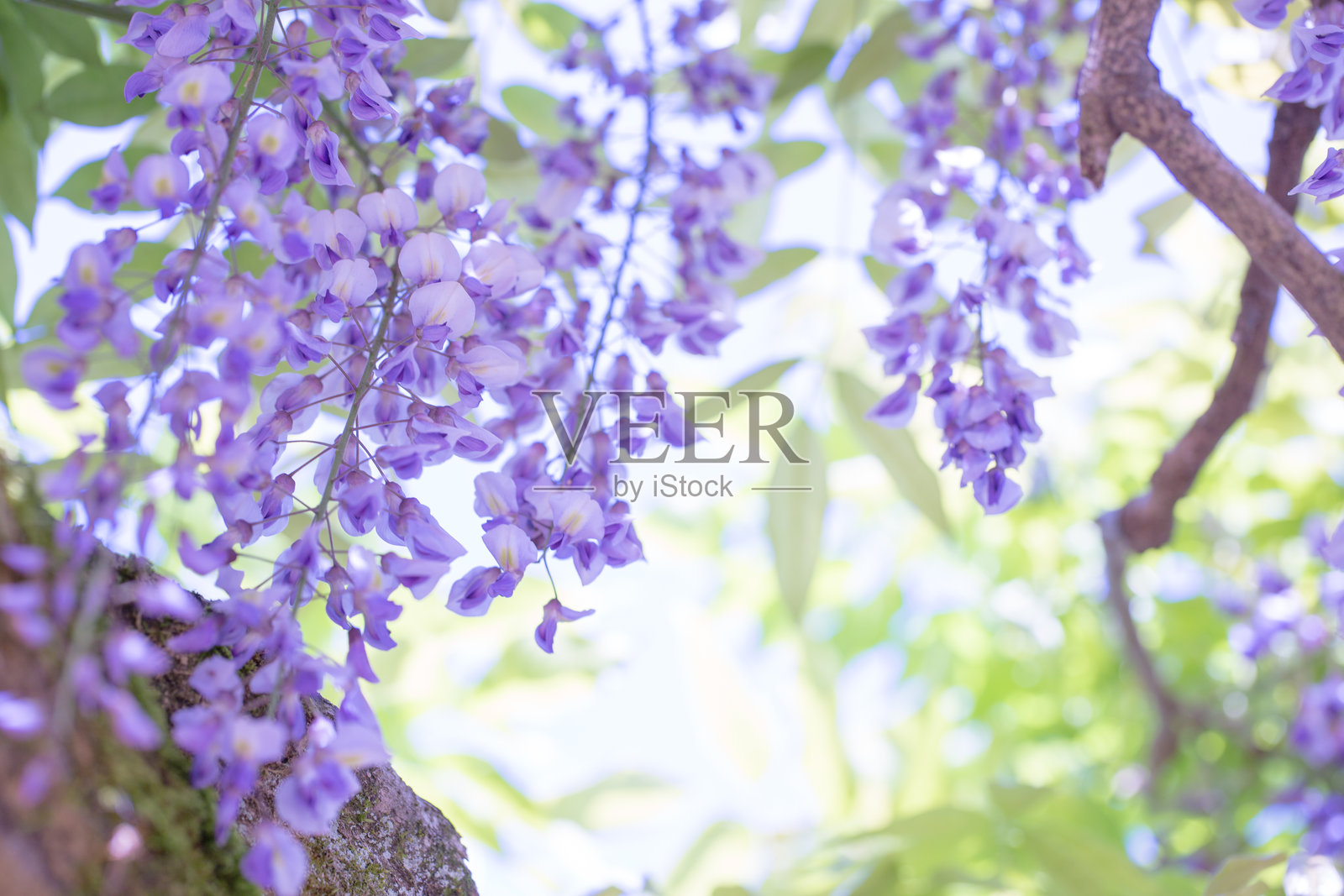 紫色开花植物特写照片摄影图片