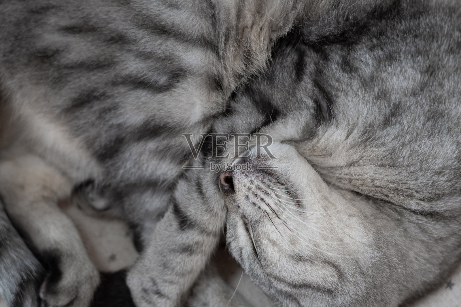 可爱的猫蜷缩着睡觉照片摄影图片