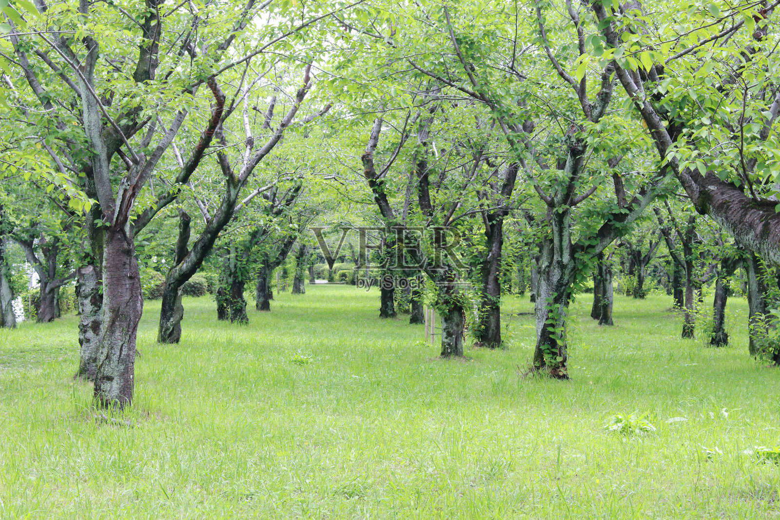 公园阴影的影像照片摄影图片