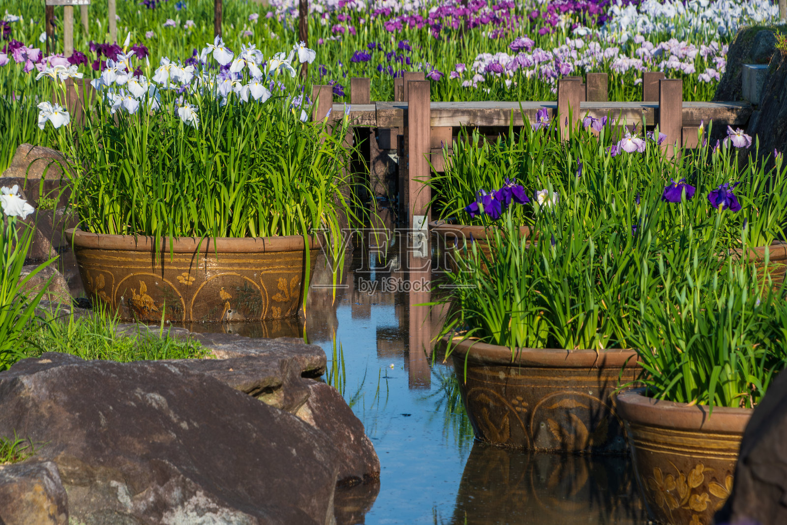 宁静的虹膜园照片摄影图片