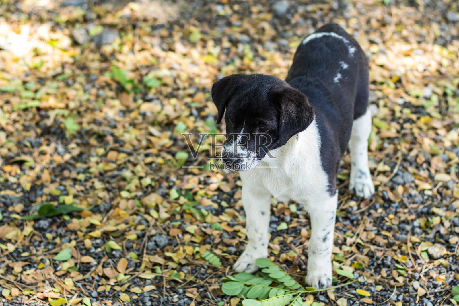 泰国小狗，宠物照片摄影图片