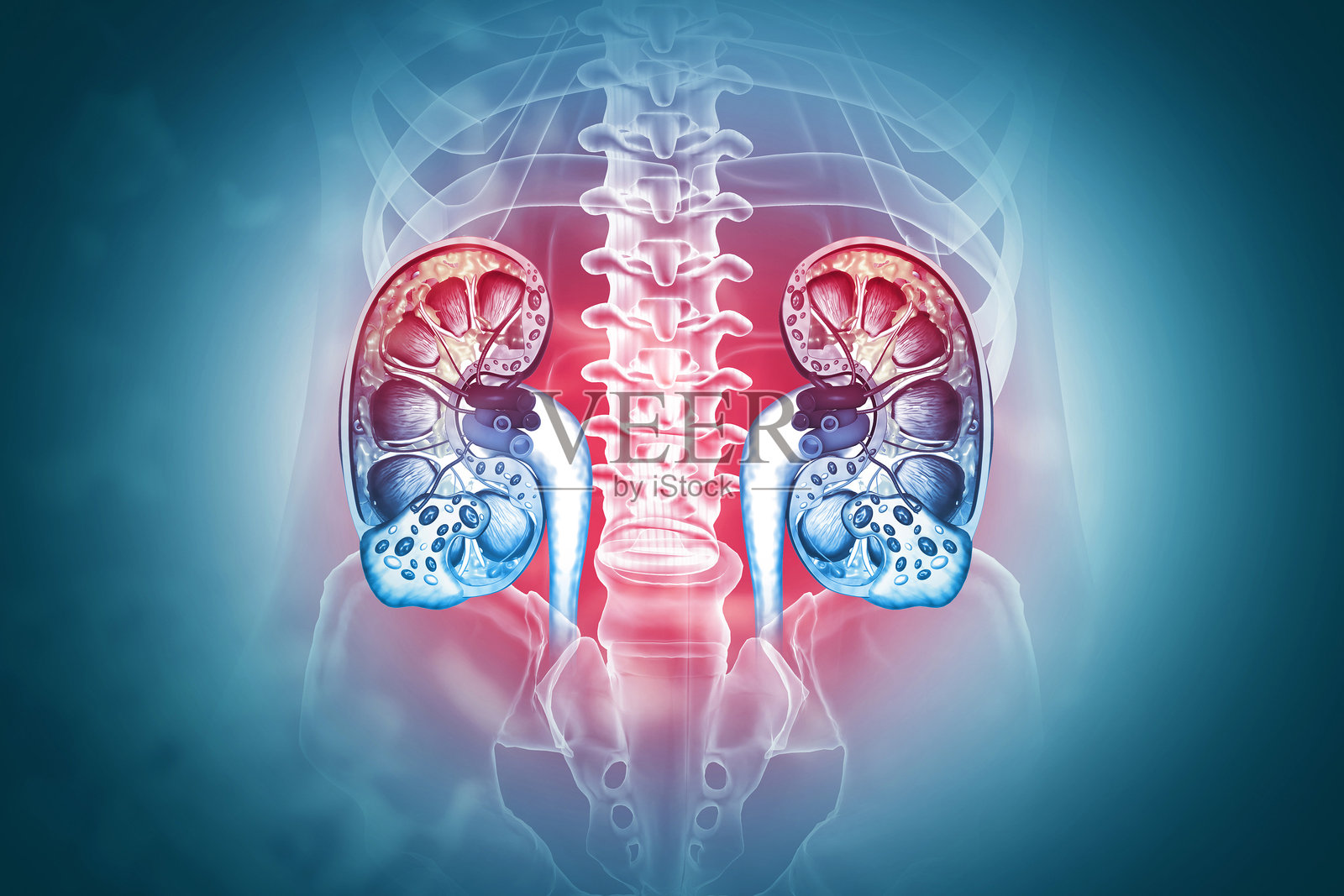 人体肾脏横切面解剖，肾脏疾病。三维演示照片摄影图片